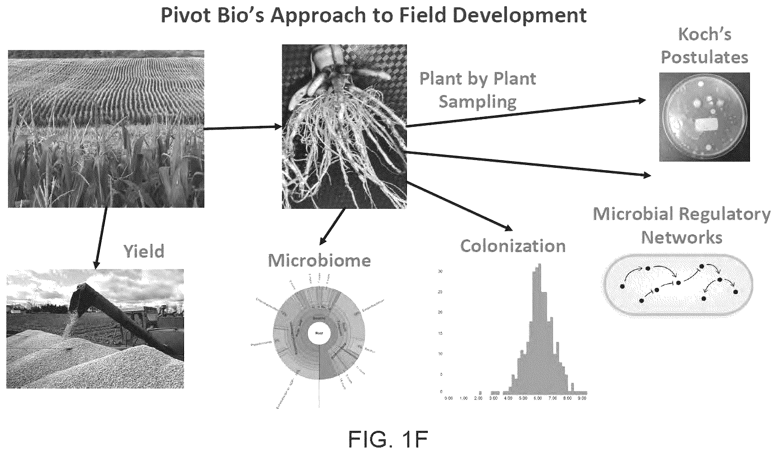 Patent US12612639 Figure 6 – Guided microbial remodeling, a platform for the rational improvement of microbial species for agriculture