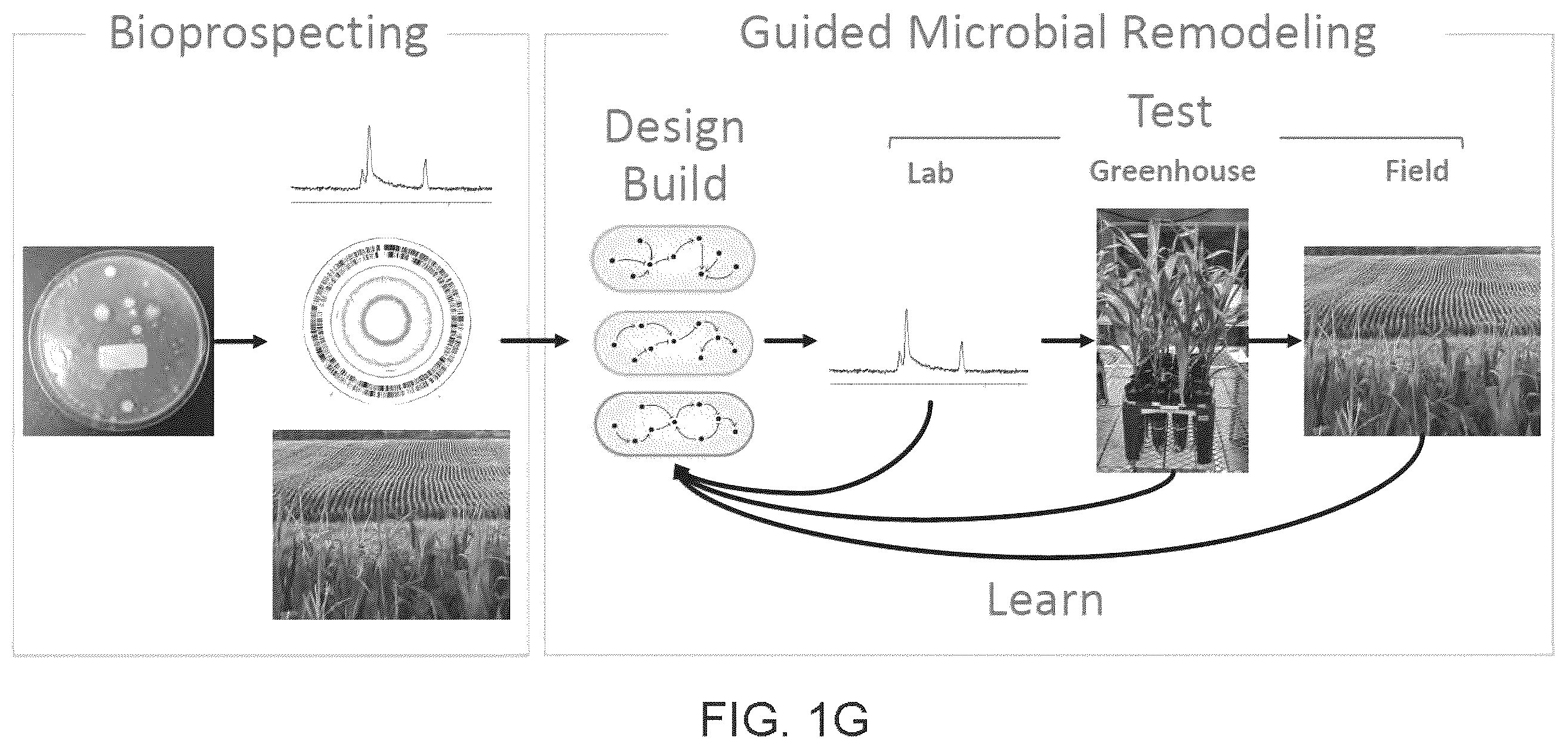 Patent US12612639 Figure 7 – Guided microbial remodeling, a platform for the rational improvement of microbial species for agriculture