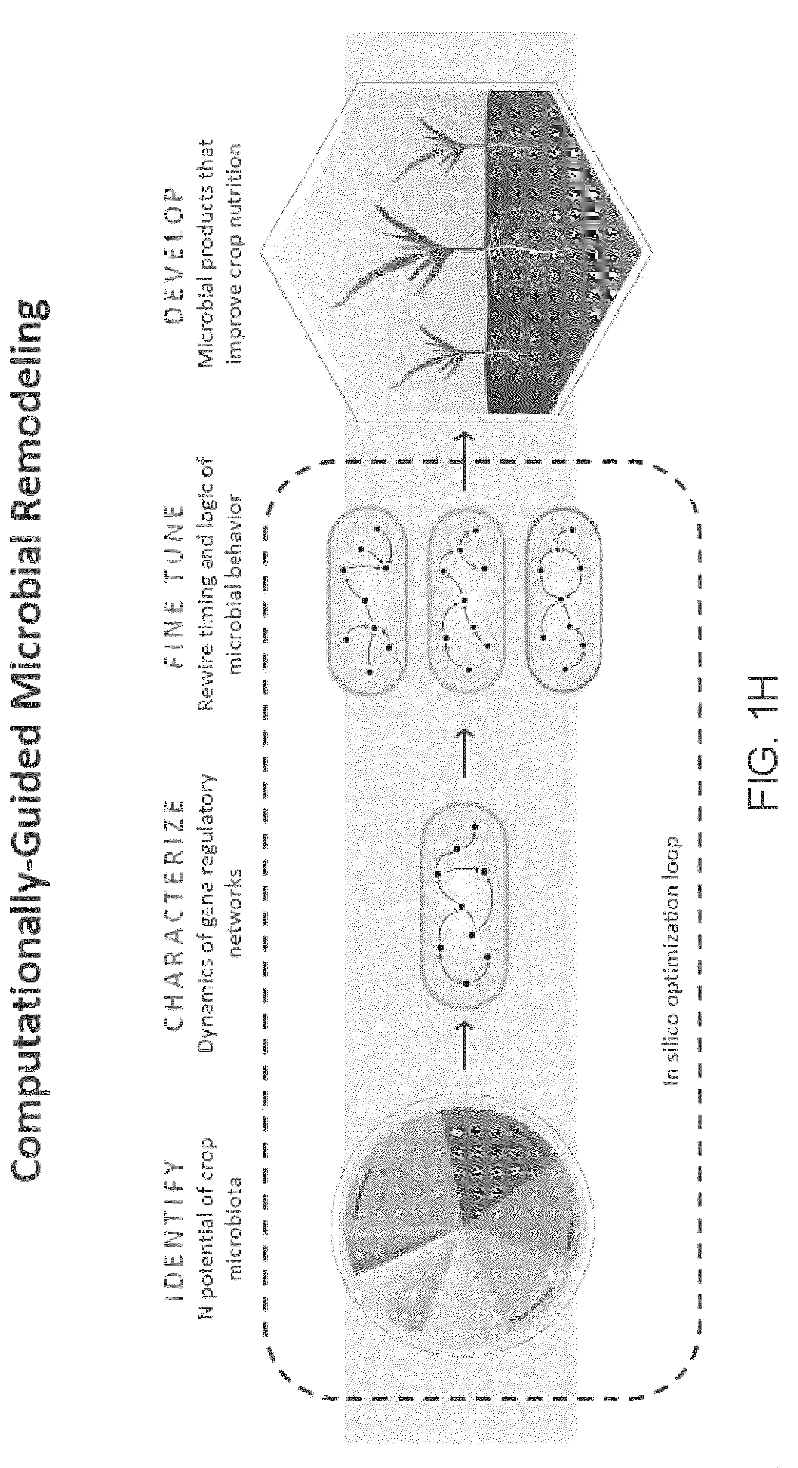 Patent US12612639 Figure 8 – Guided microbial remodeling, a platform for the rational improvement of microbial species for agriculture