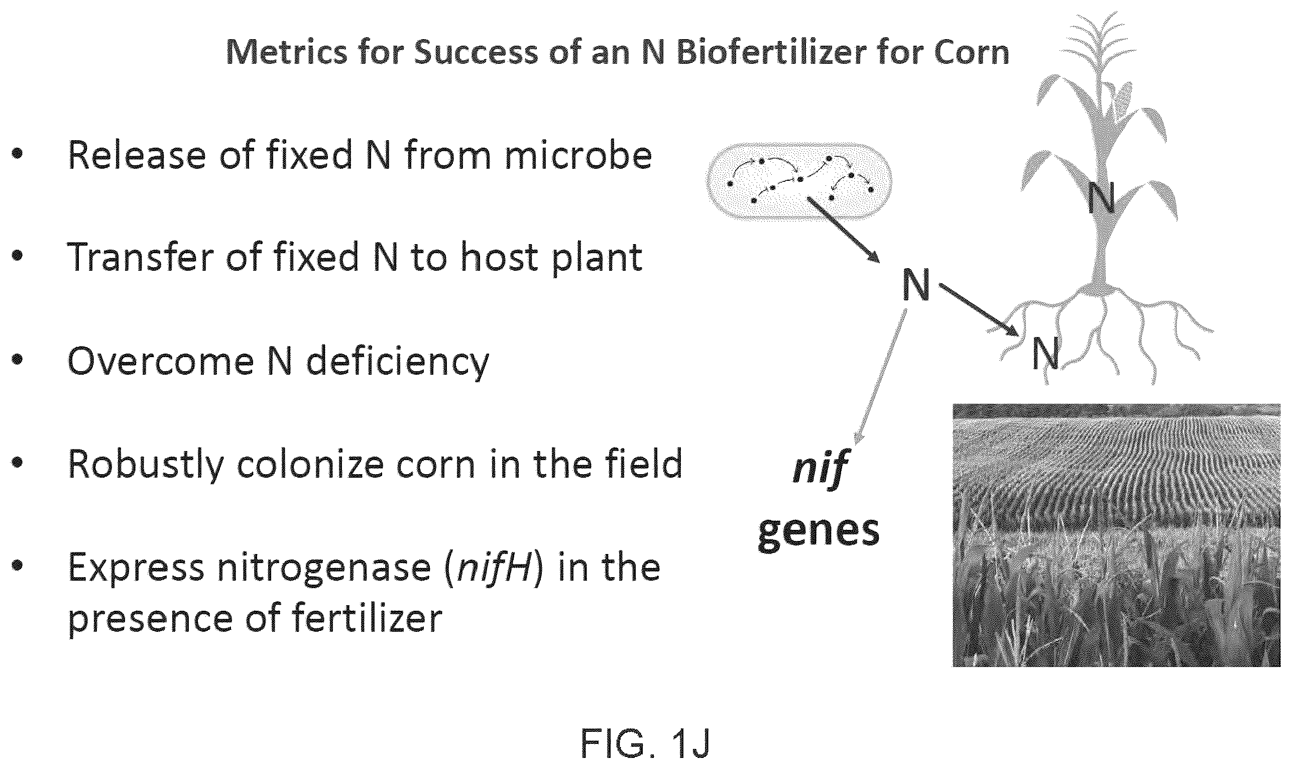 Patent US12612639 Figure 10 – Guided microbial remodeling, a platform for the rational improvement of microbial species for agriculture