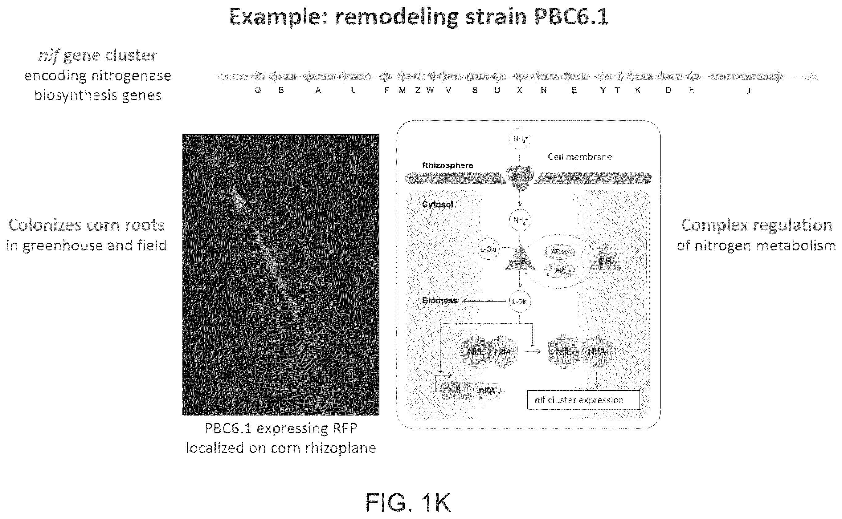 Patent US12612639 Figure 11 – Guided microbial remodeling, a platform for the rational improvement of microbial species for agriculture