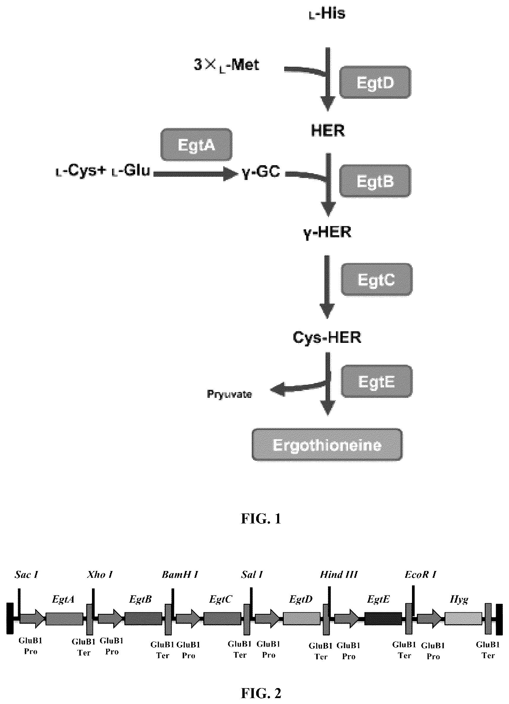 Patent US12612640 Figure 1 – Gene related to biosynthesis of ergothioneine, and use thereof
