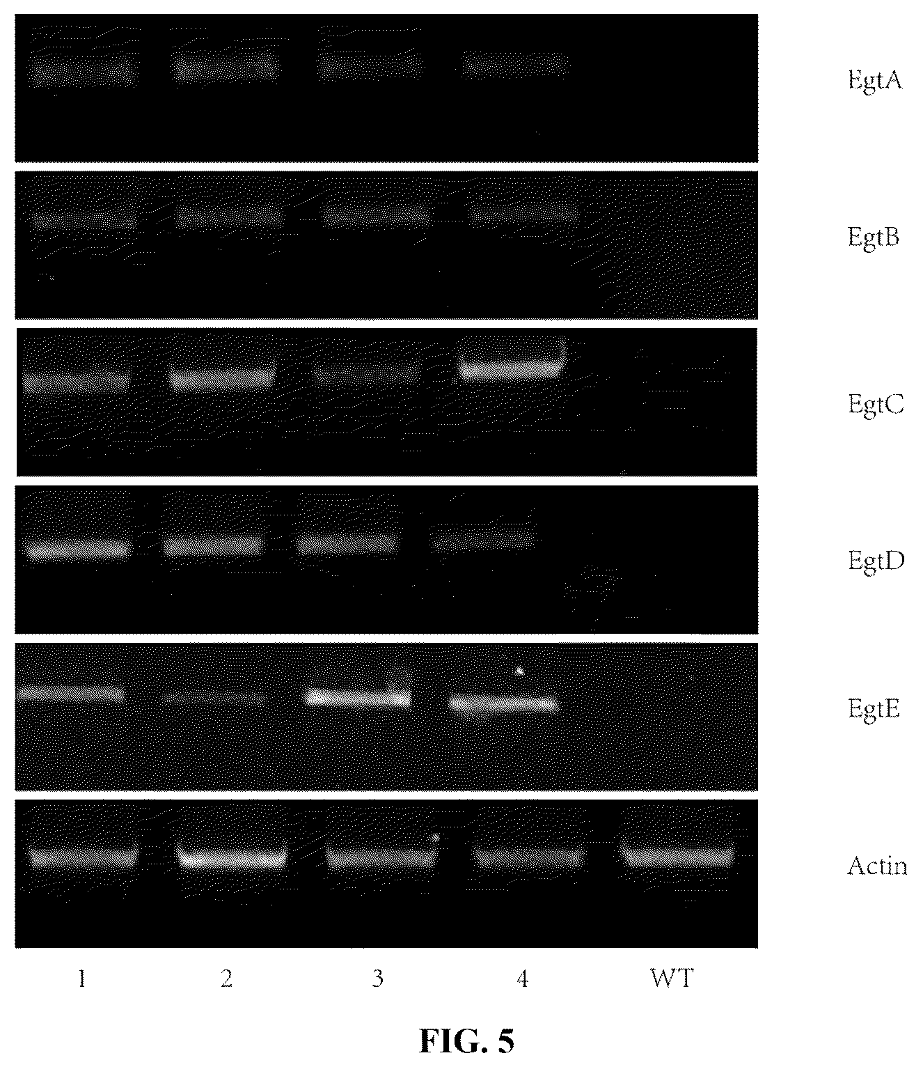 Patent US12612640 Figure 3 – Gene related to biosynthesis of ergothioneine, and use thereof