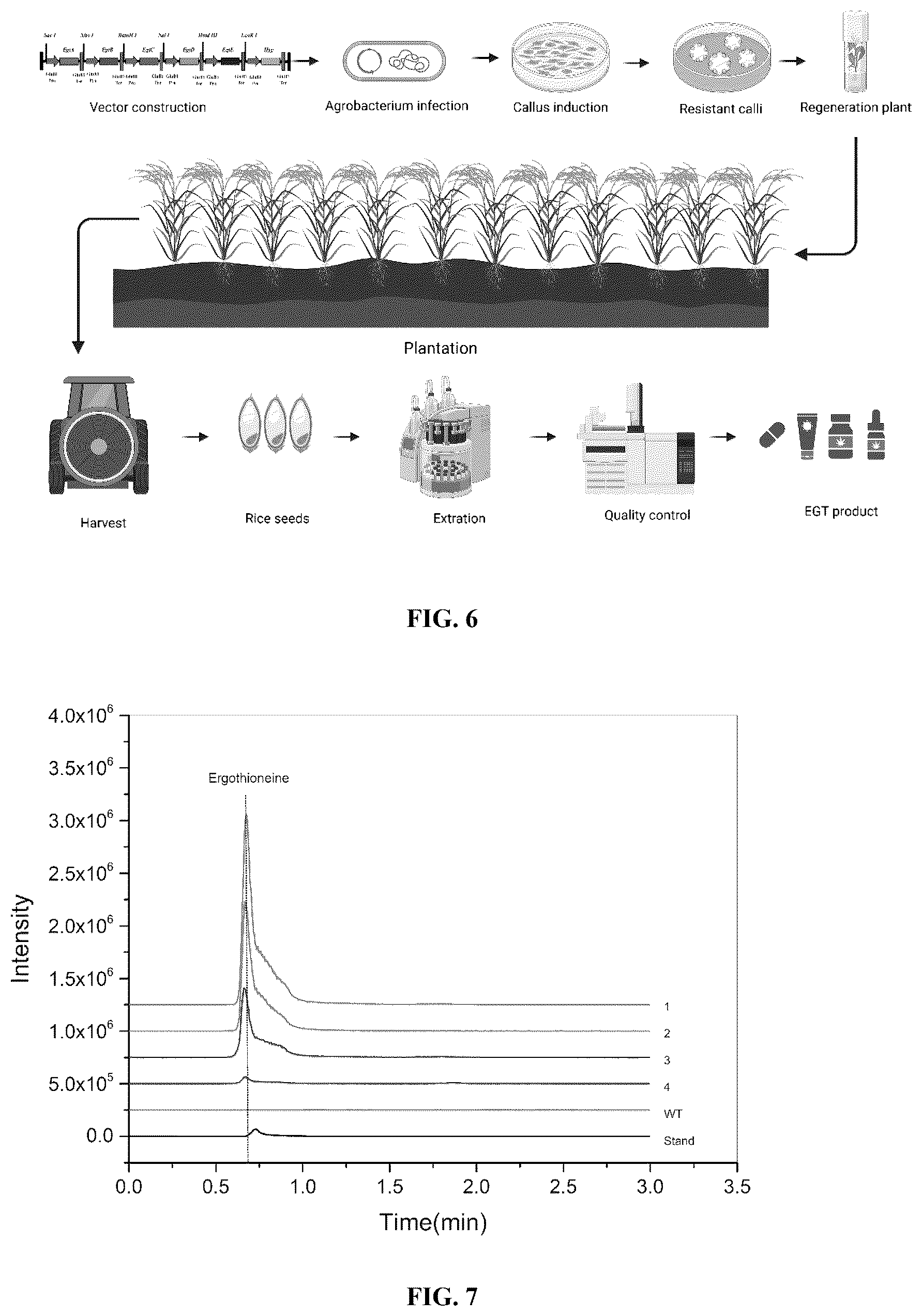 Patent US12612640 Figure 4 – Gene related to biosynthesis of ergothioneine, and use thereof