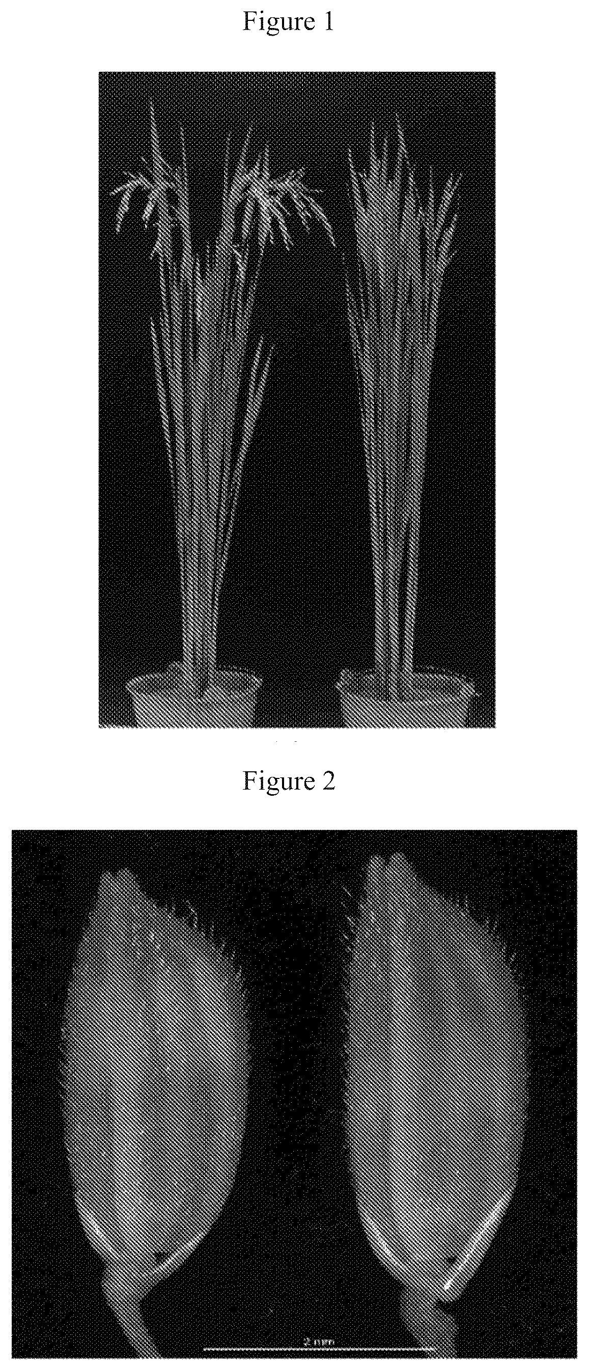 Patent US12612641 Figure 1 – Rice male fertility regulatory gene, mutant of rice male fertility regulatory gene, use thereof and a method for regulating rice fertility