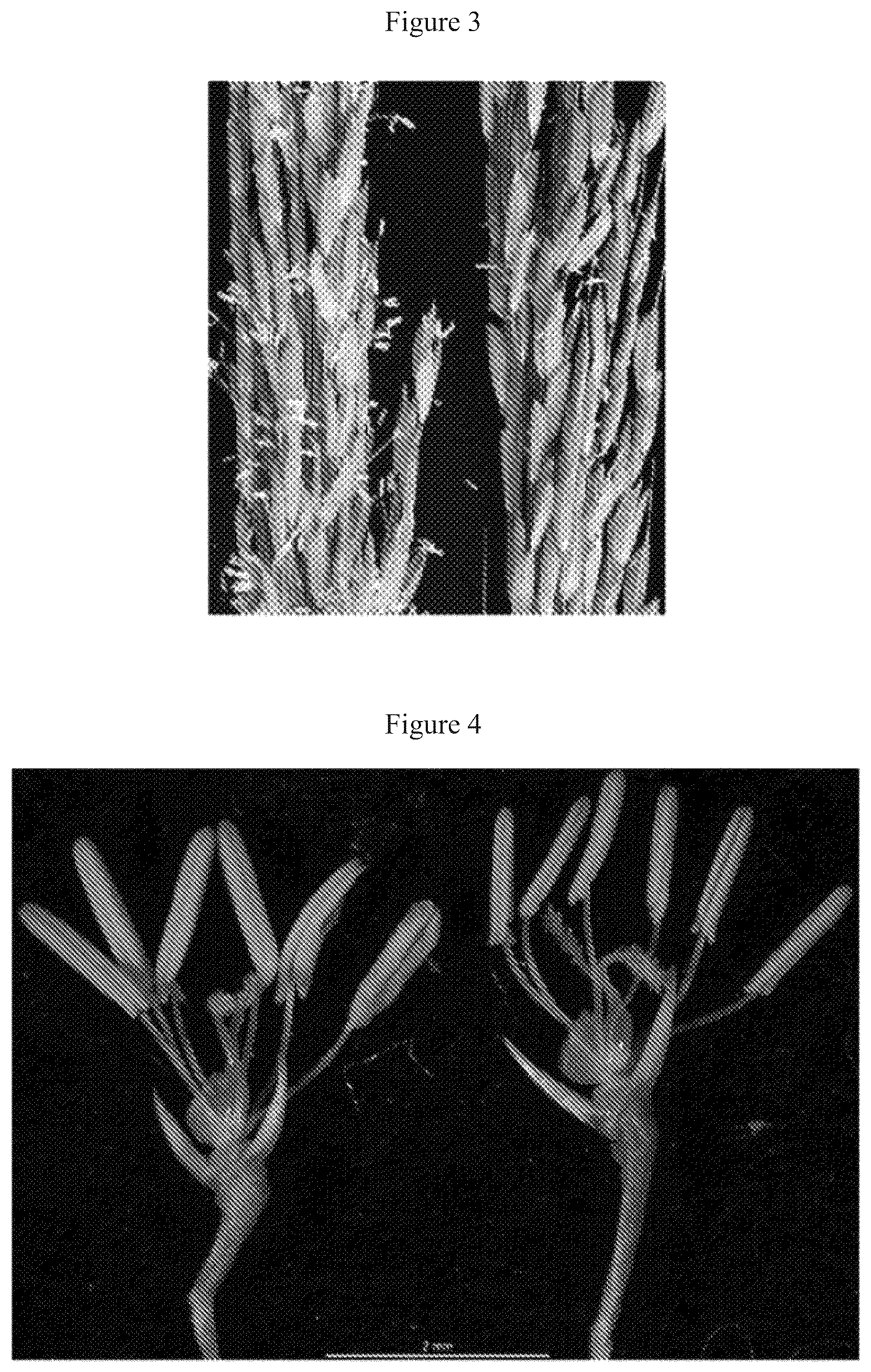 Patent US12612641 Figure 2 – Rice male fertility regulatory gene, mutant of rice male fertility regulatory gene, use thereof and a method for regulating rice fertility