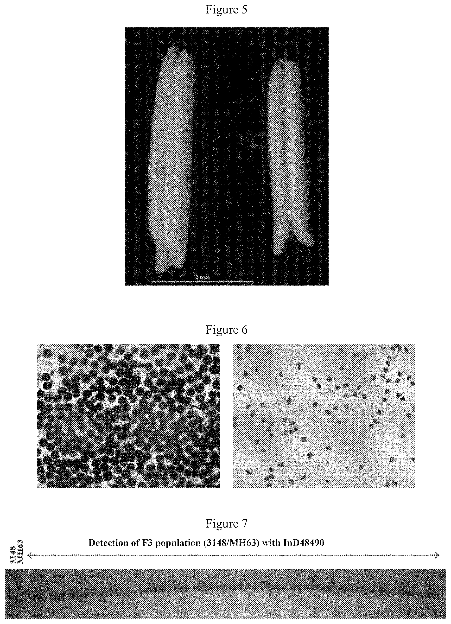 Patent US12612641 Figure 3 – Rice male fertility regulatory gene, mutant of rice male fertility regulatory gene, use thereof and a method for regulating rice fertility
