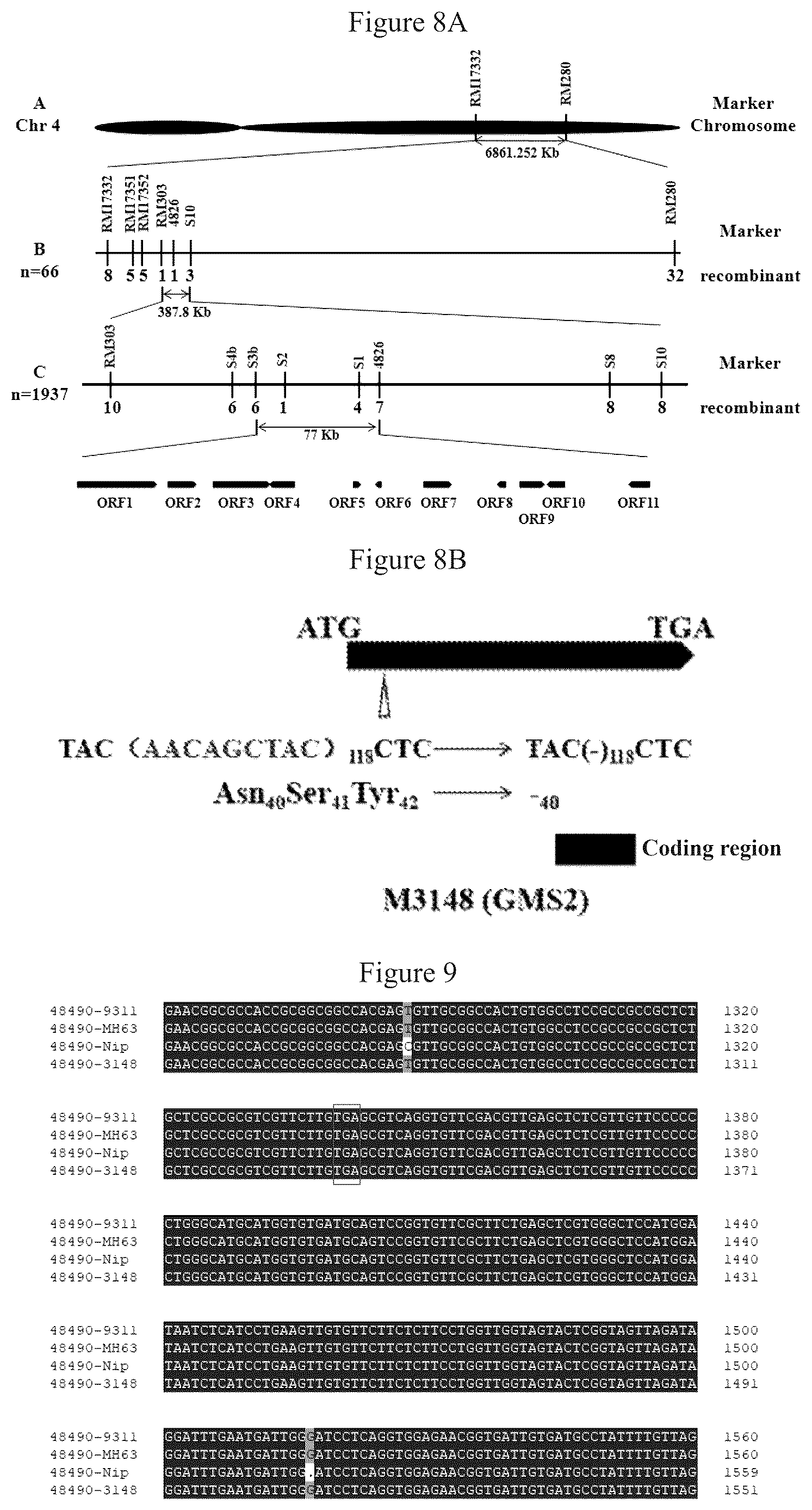 Patent US12612641 Figure 4 – Rice male fertility regulatory gene, mutant of rice male fertility regulatory gene, use thereof and a method for regulating rice fertility