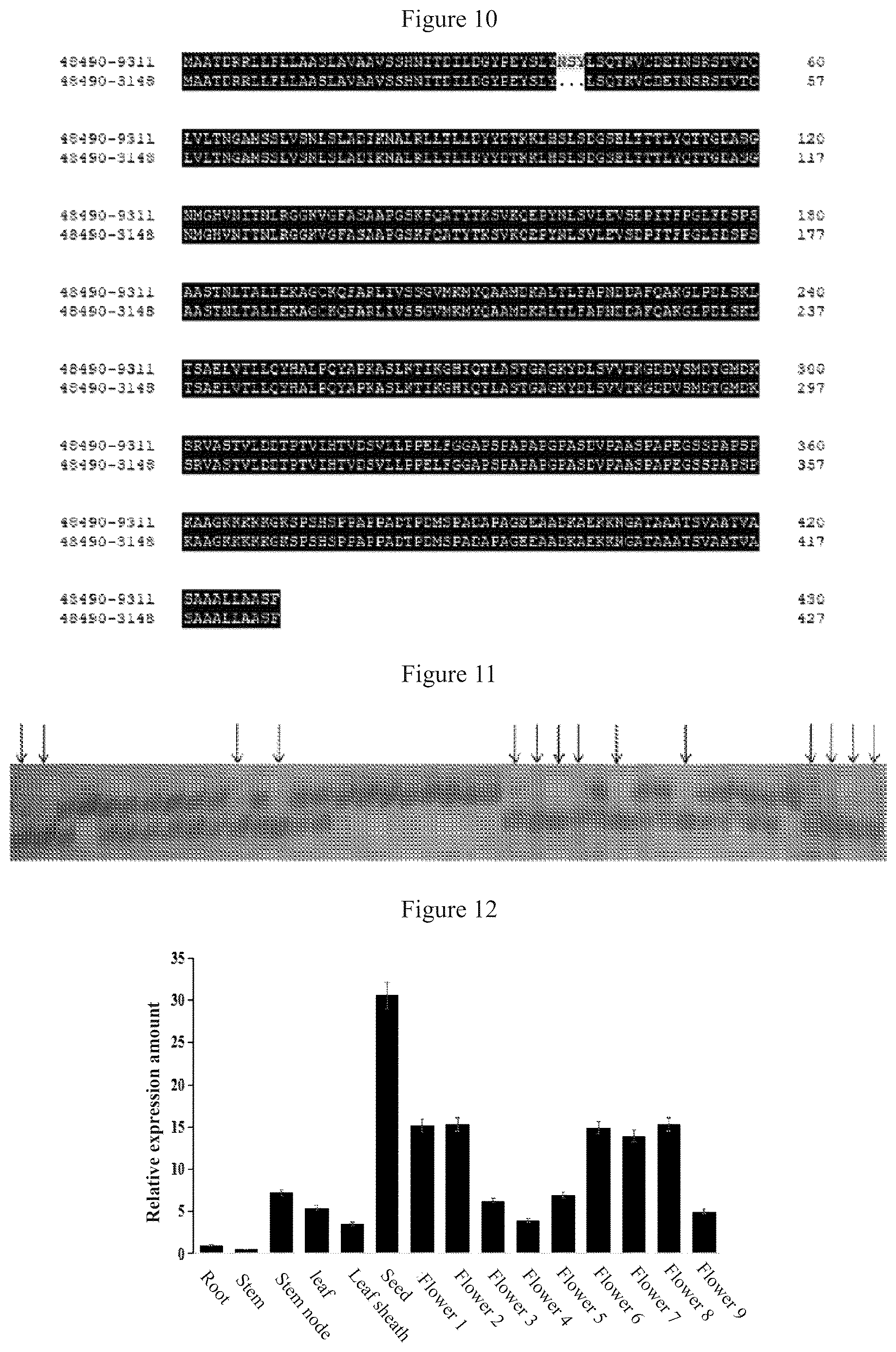 Patent US12612641 Figure 5 – Rice male fertility regulatory gene, mutant of rice male fertility regulatory gene, use thereof and a method for regulating rice fertility