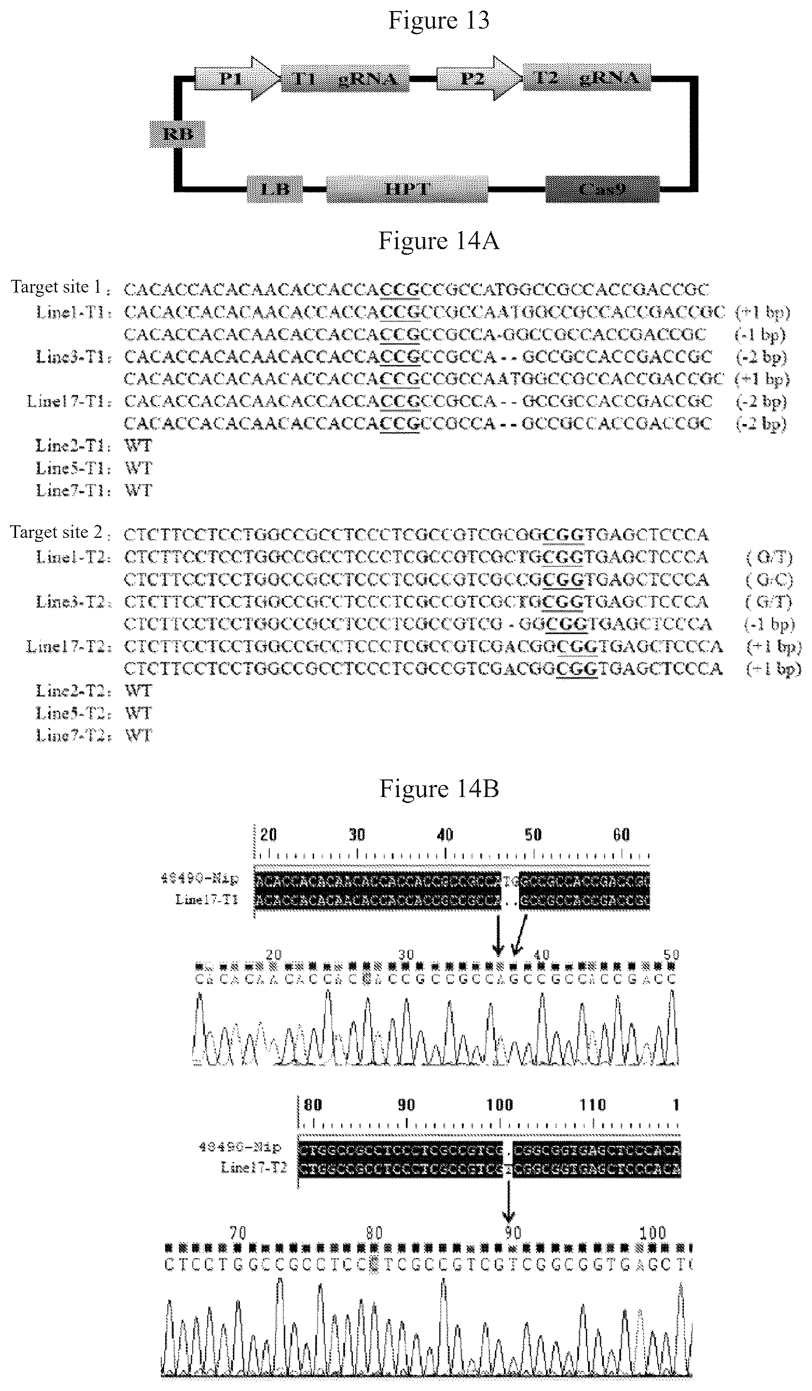 Patent US12612641 Figure 6 – Rice male fertility regulatory gene, mutant of rice male fertility regulatory gene, use thereof and a method for regulating rice fertility
