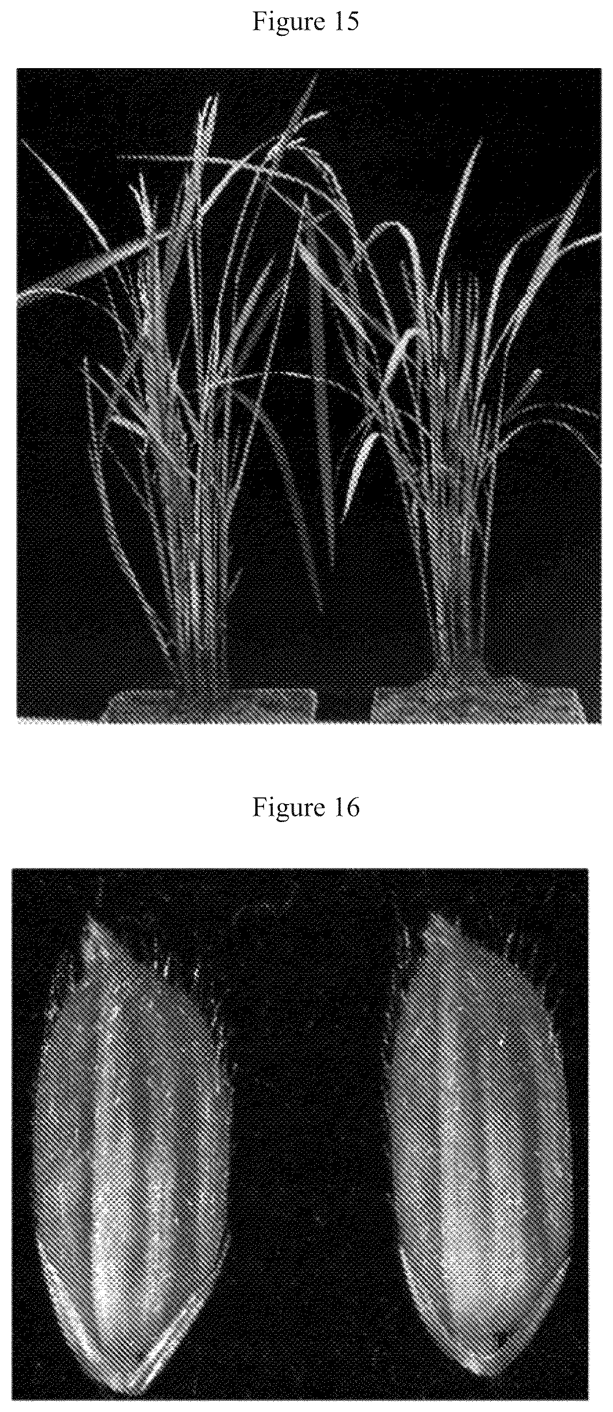 Patent US12612641 Figure 7 – Rice male fertility regulatory gene, mutant of rice male fertility regulatory gene, use thereof and a method for regulating rice fertility