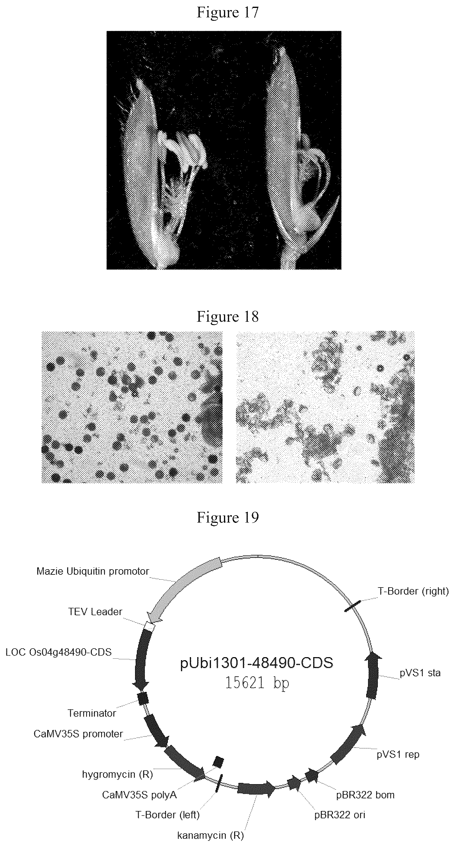 Patent US12612641 Figure 8 – Rice male fertility regulatory gene, mutant of rice male fertility regulatory gene, use thereof and a method for regulating rice fertility