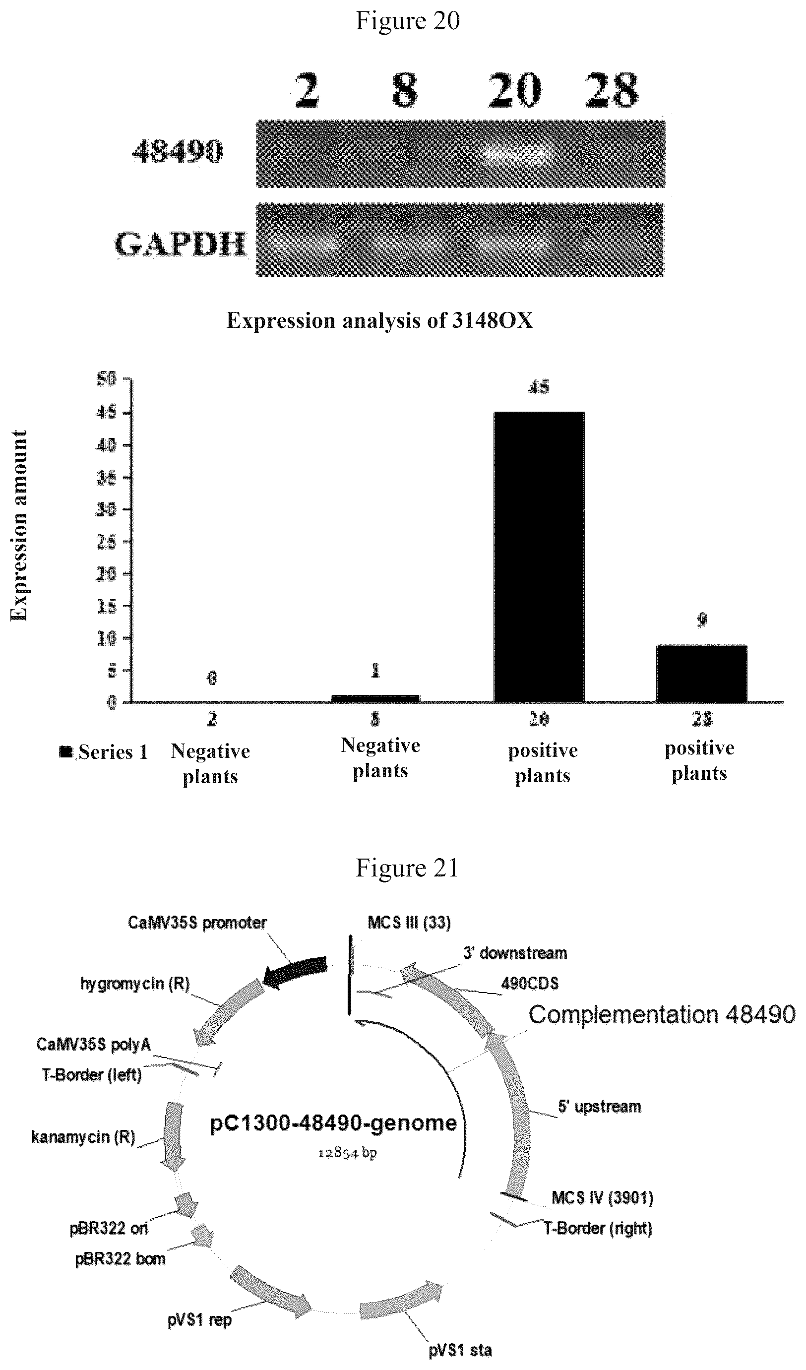 Patent US12612641 Figure 9 – Rice male fertility regulatory gene, mutant of rice male fertility regulatory gene, use thereof and a method for regulating rice fertility