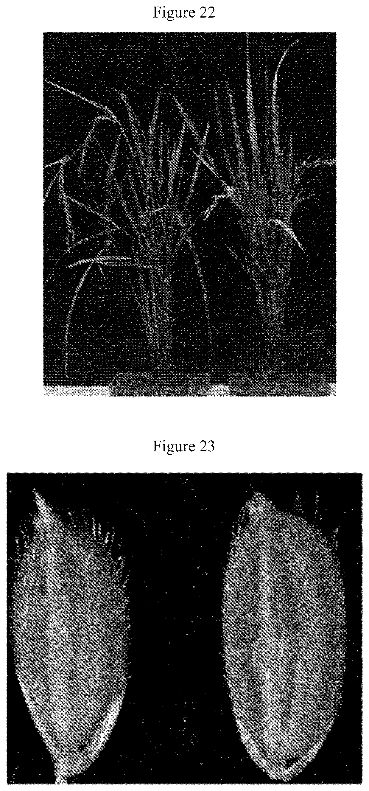 Patent US12612641 Figure 10 – Rice male fertility regulatory gene, mutant of rice male fertility regulatory gene, use thereof and a method for regulating rice fertility