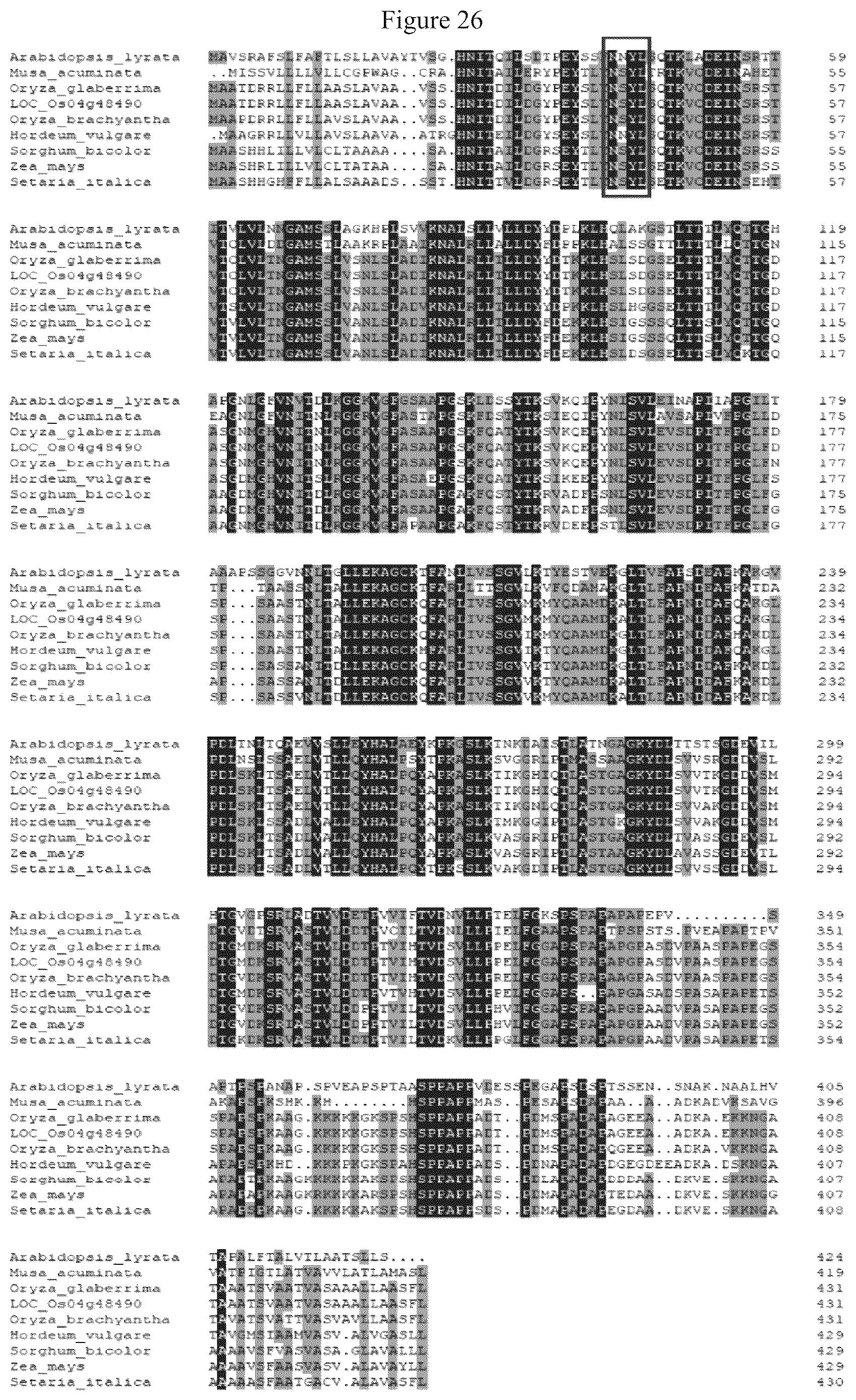 Patent US12612641 Figure 12 – Rice male fertility regulatory gene, mutant of rice male fertility regulatory gene, use thereof and a method for regulating rice fertility