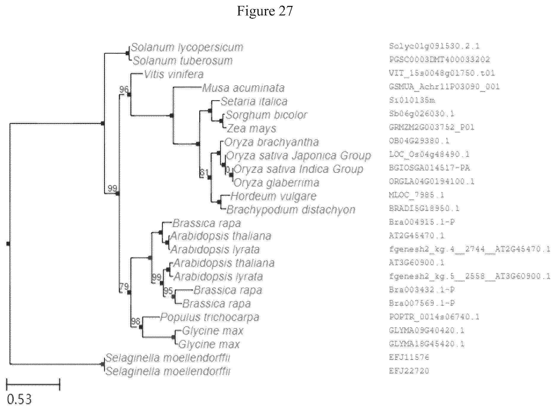 Patent US12612641 Figure 13 – Rice male fertility regulatory gene, mutant of rice male fertility regulatory gene, use thereof and a method for regulating rice fertility