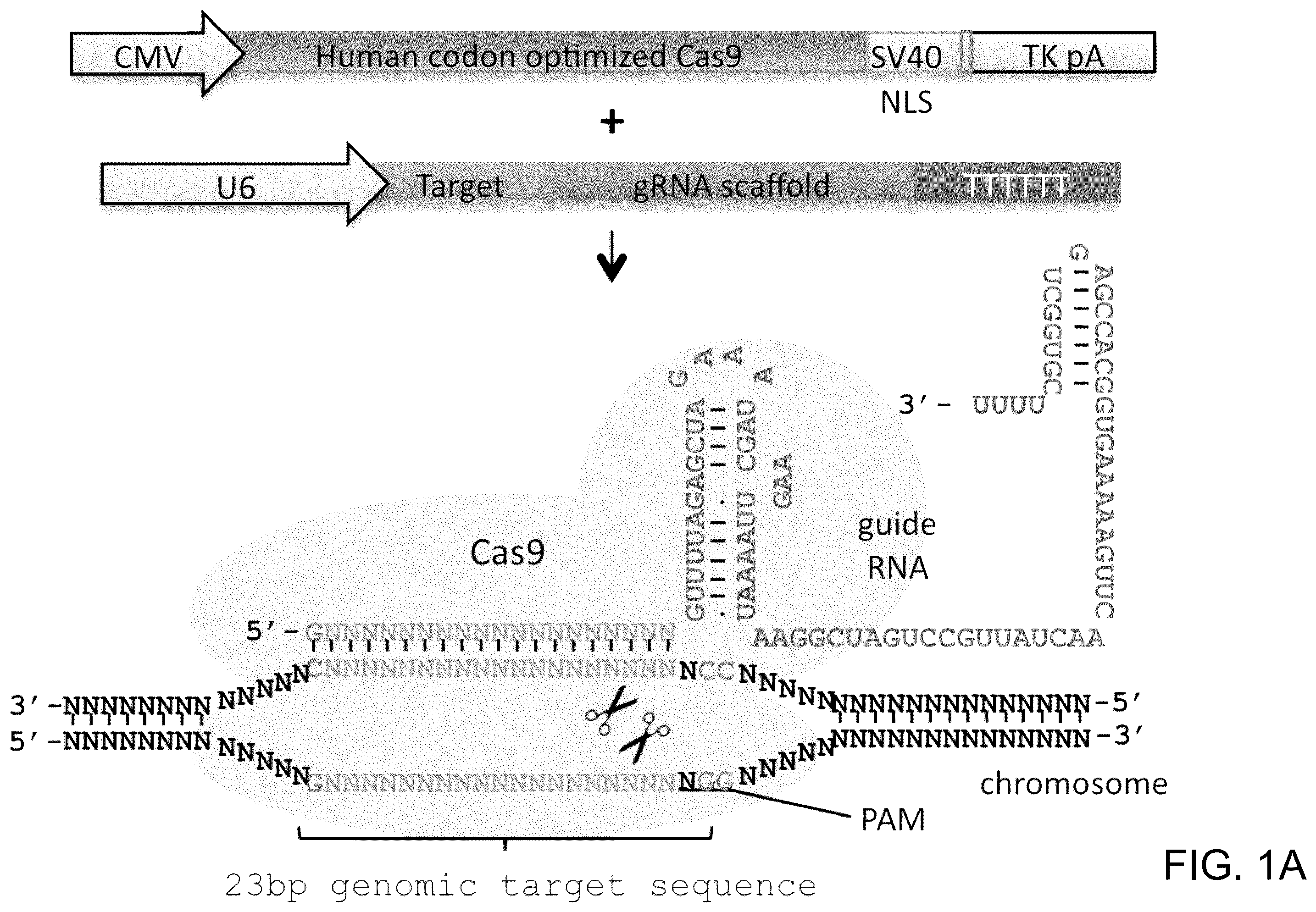 Patent US12612643 Figure 1 – RNA-guided human genome engineering