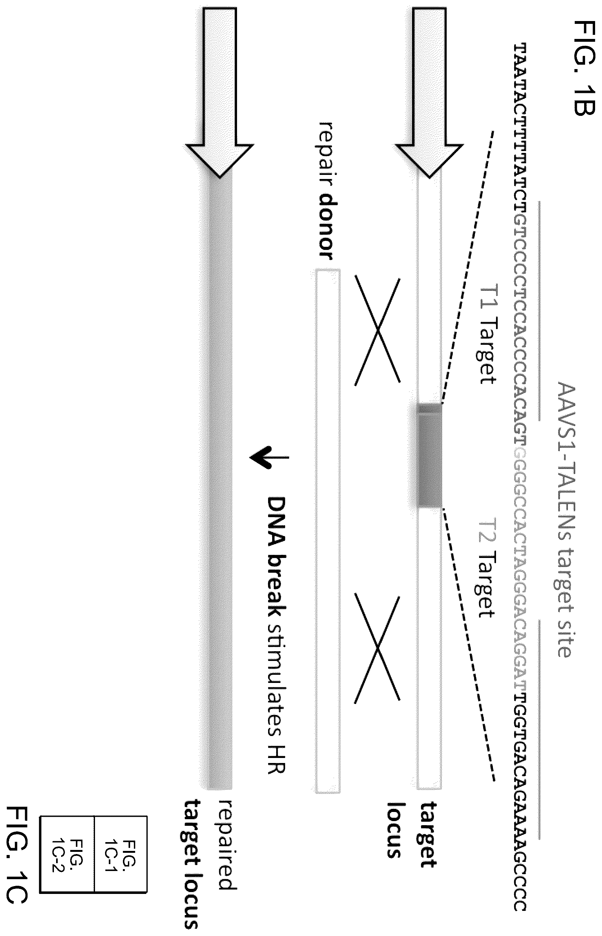 Patent US12612643 Figure 2 – RNA-guided human genome engineering