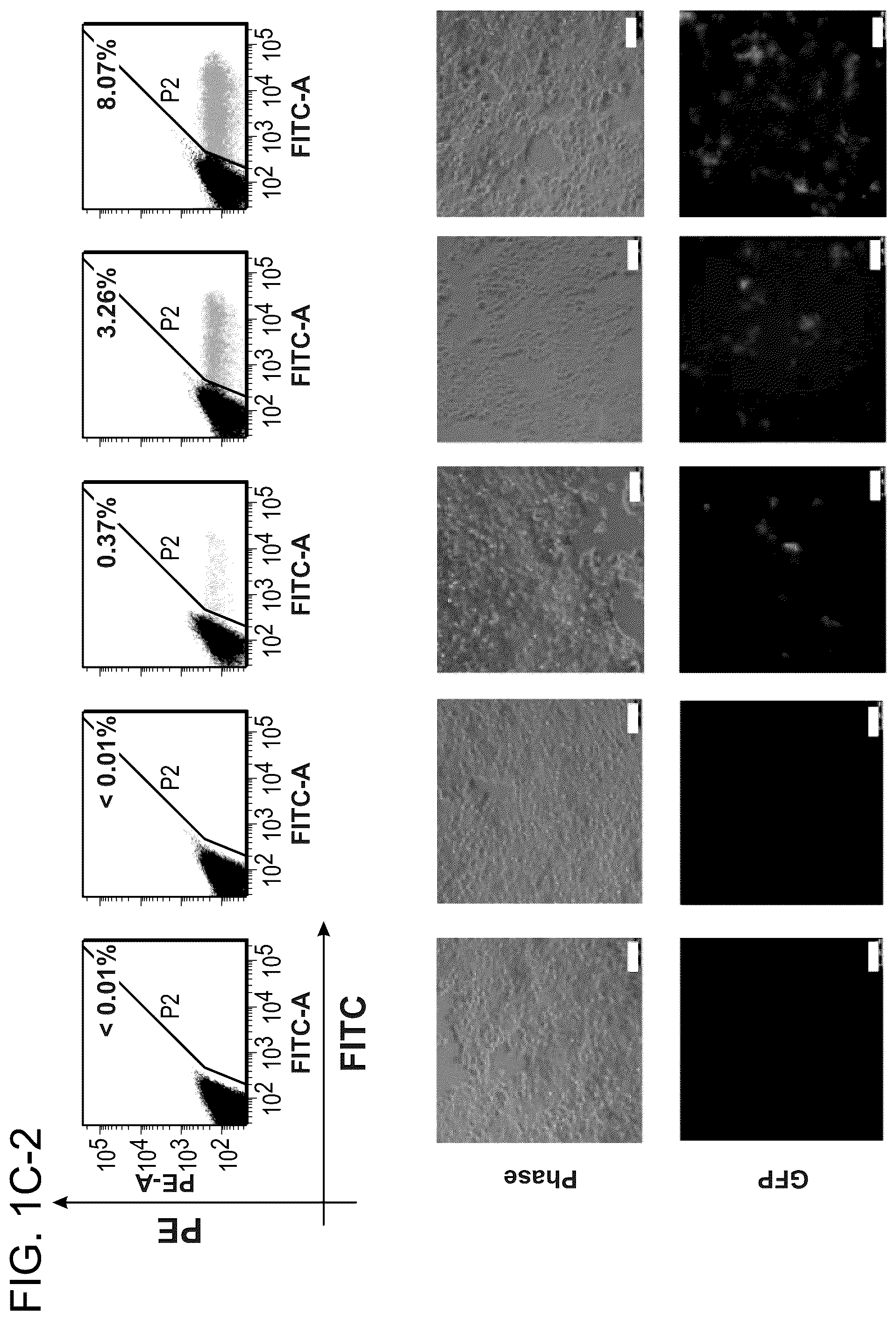 Patent US12612643 Figure 4 – RNA-guided human genome engineering