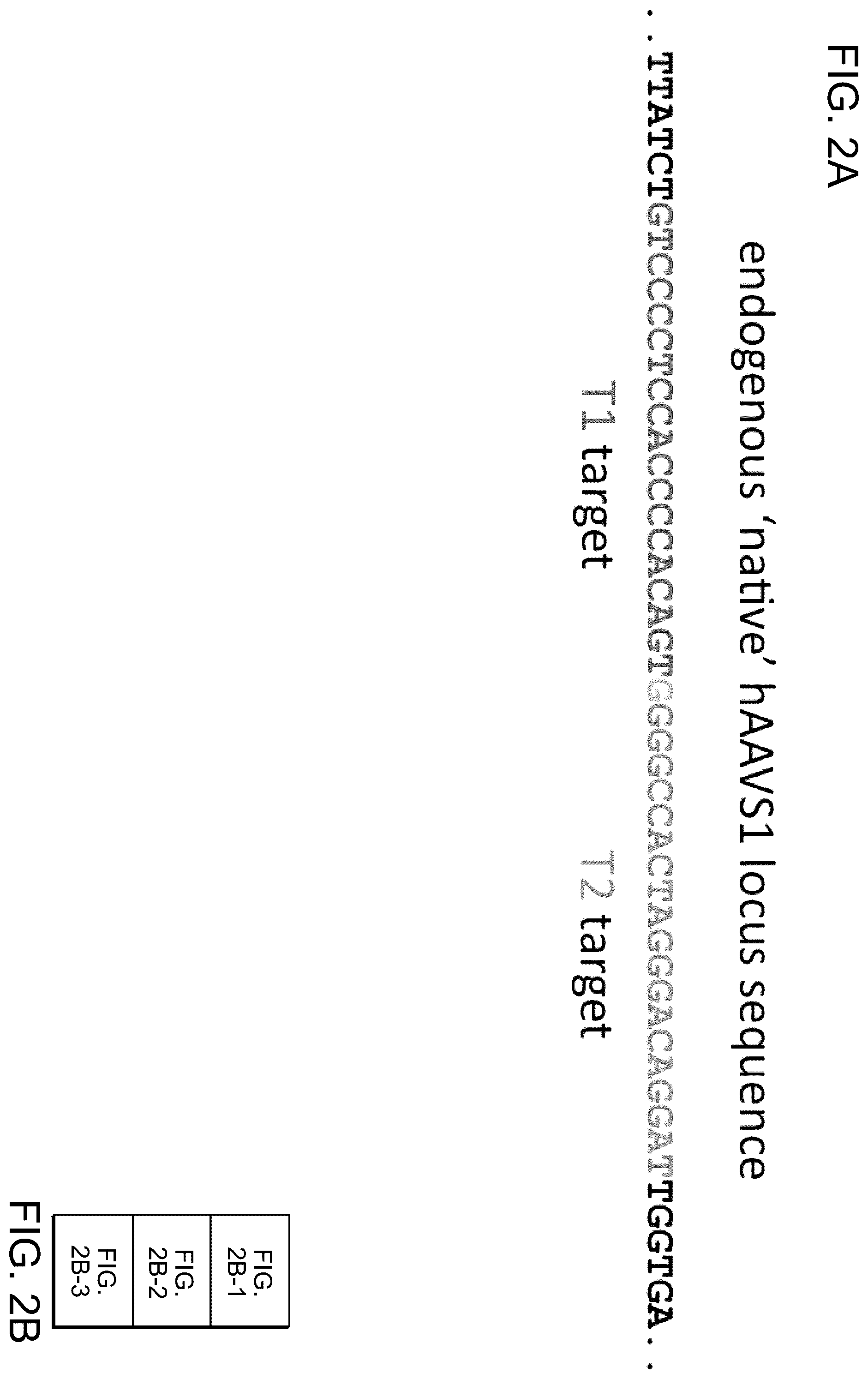 Patent US12612643 Figure 5 – RNA-guided human genome engineering