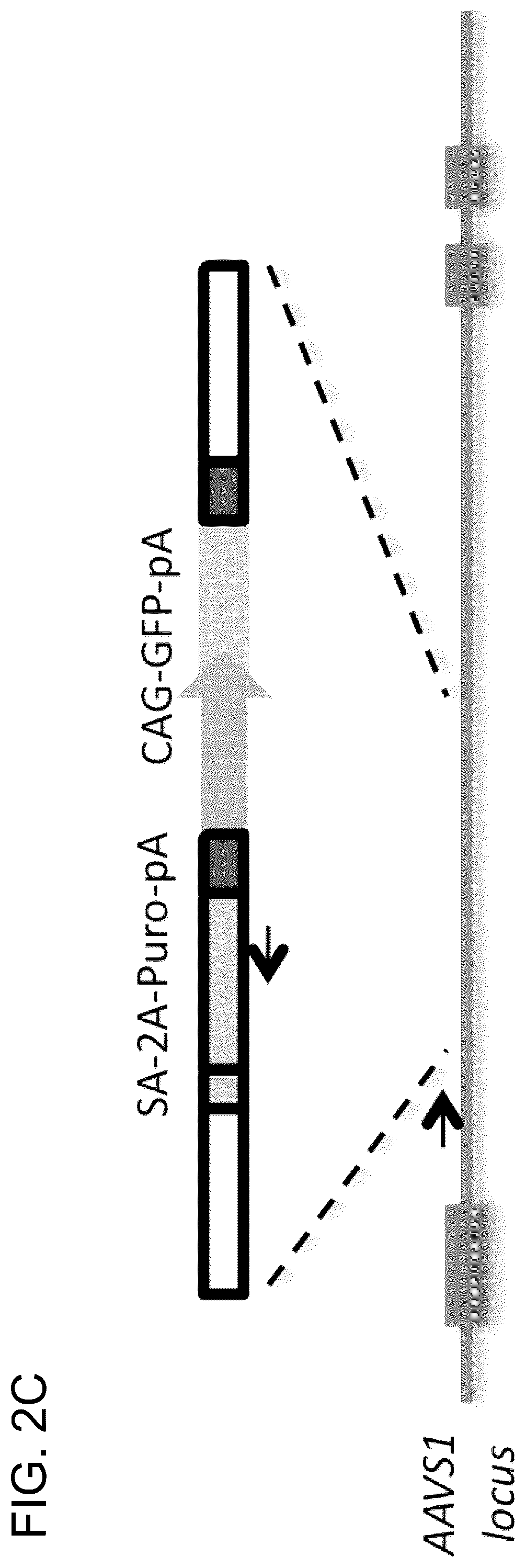 Patent US12612643 Figure 9 – RNA-guided human genome engineering