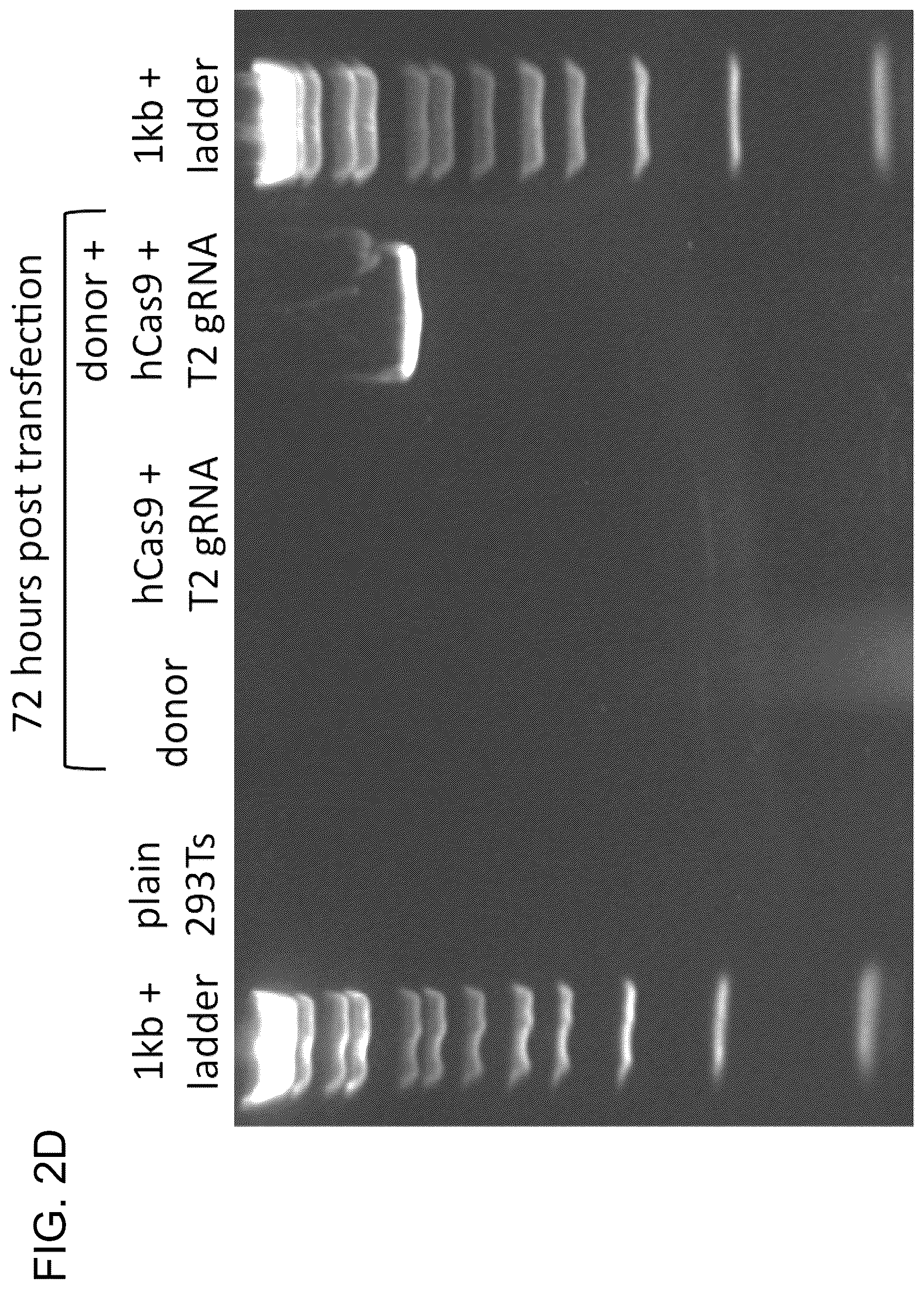 Patent US12612643 Figure 10 – RNA-guided human genome engineering