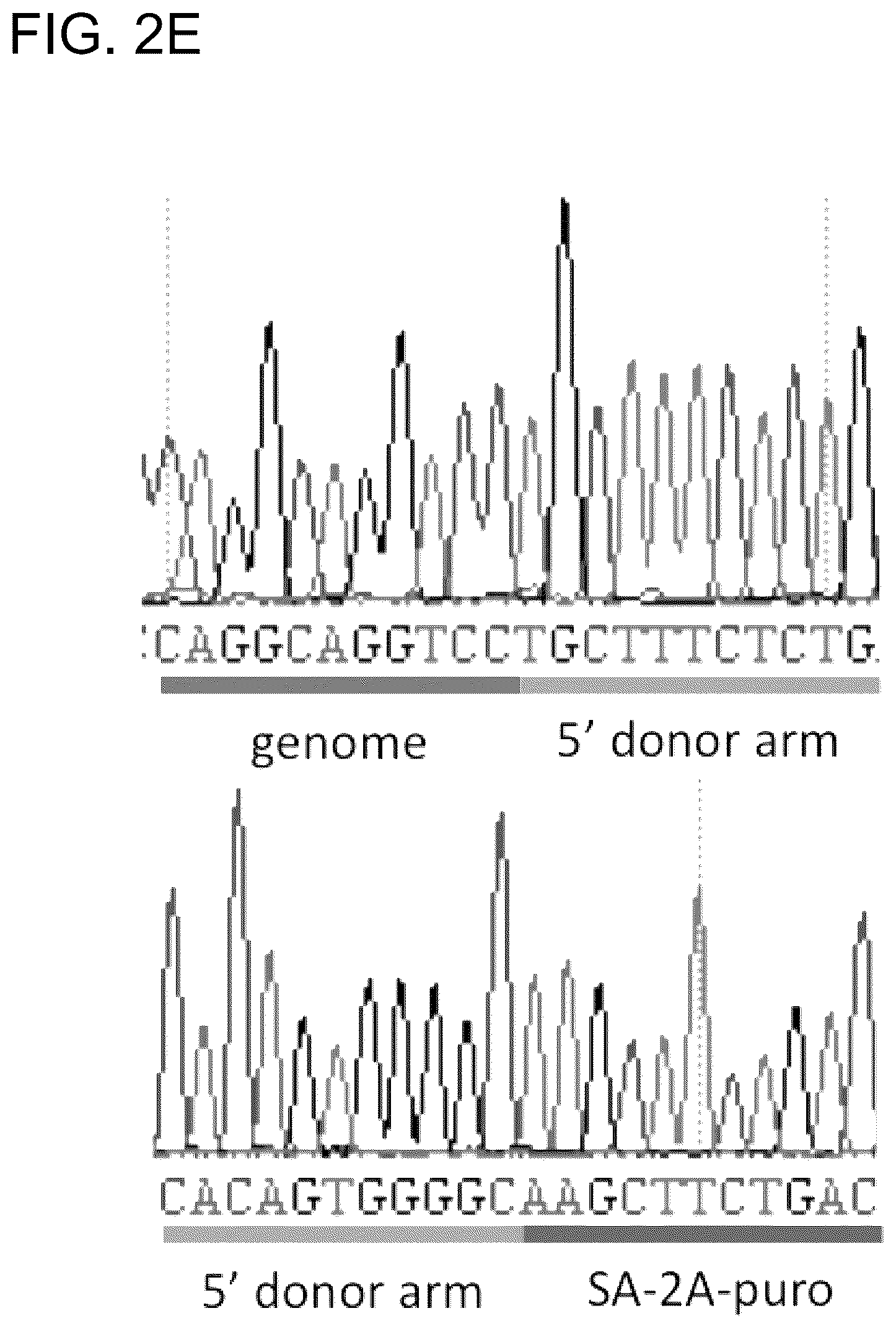 Patent US12612643 Figure 11 – RNA-guided human genome engineering