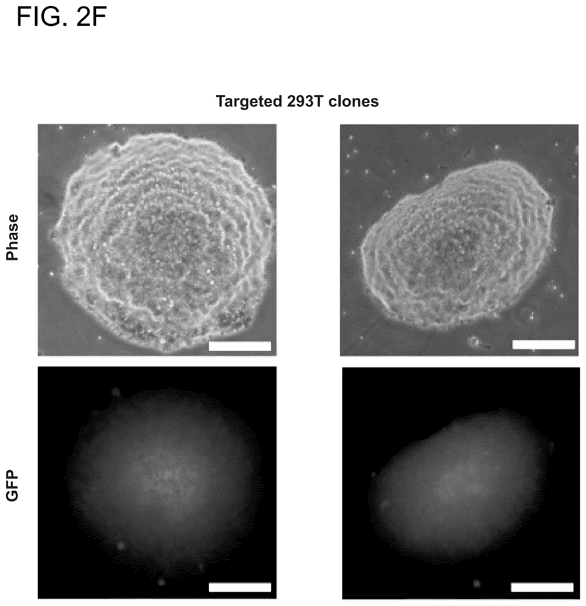 Patent US12612643 Figure 12 – RNA-guided human genome engineering