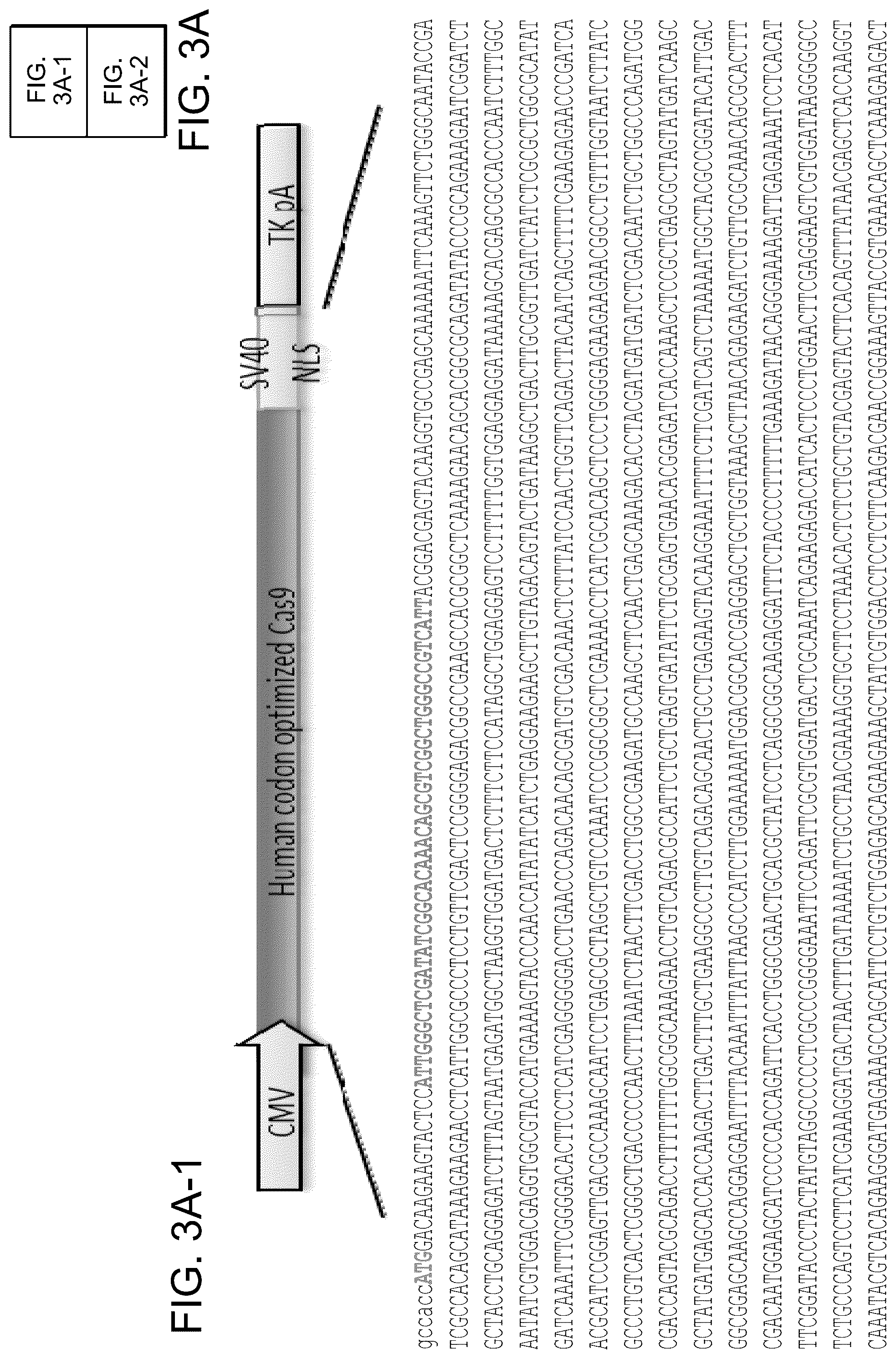 Patent US12612643 Figure 13 – RNA-guided human genome engineering