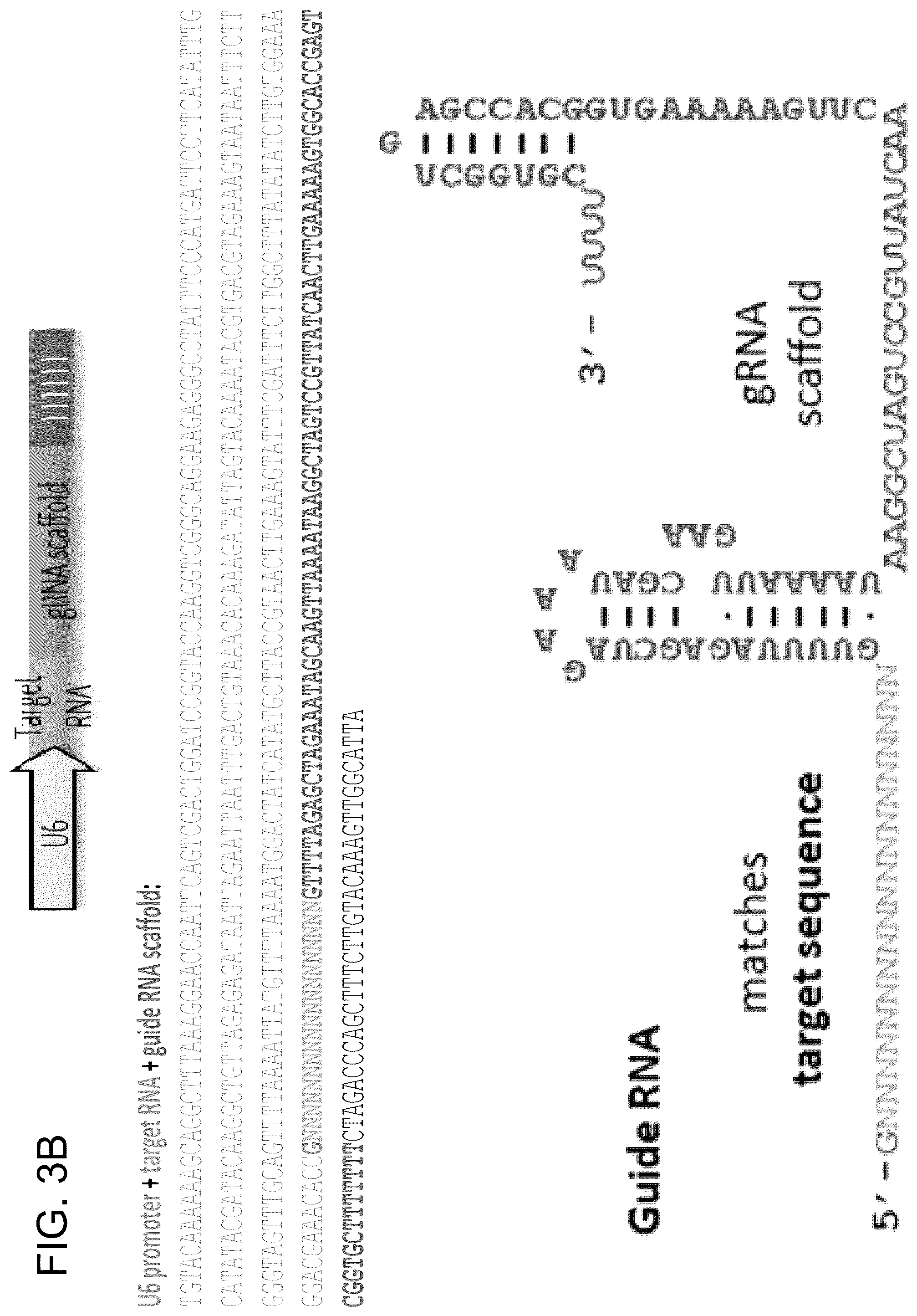 Patent US12612643 Figure 15 – RNA-guided human genome engineering