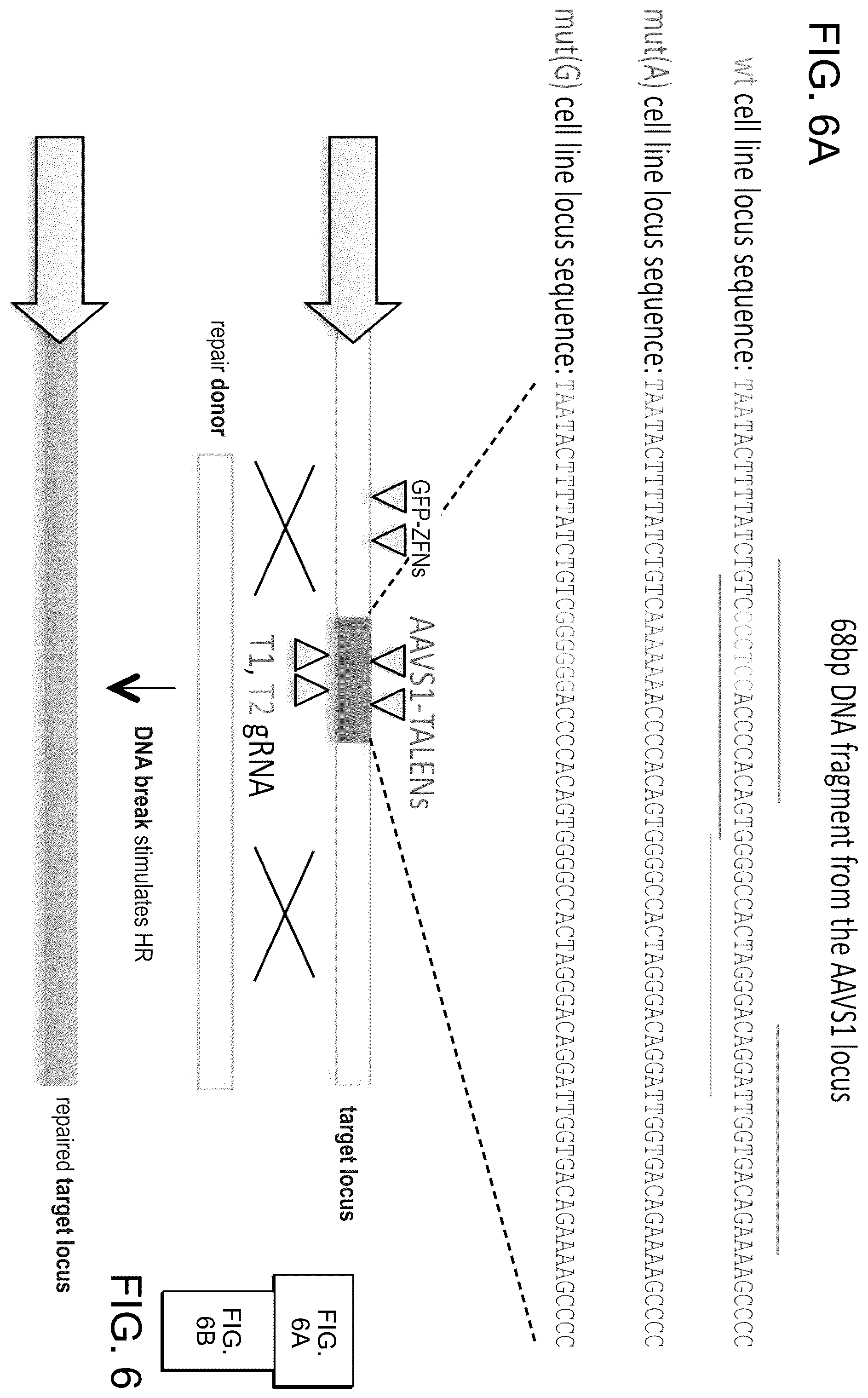 Patent US12612643 Figure 20 – RNA-guided human genome engineering