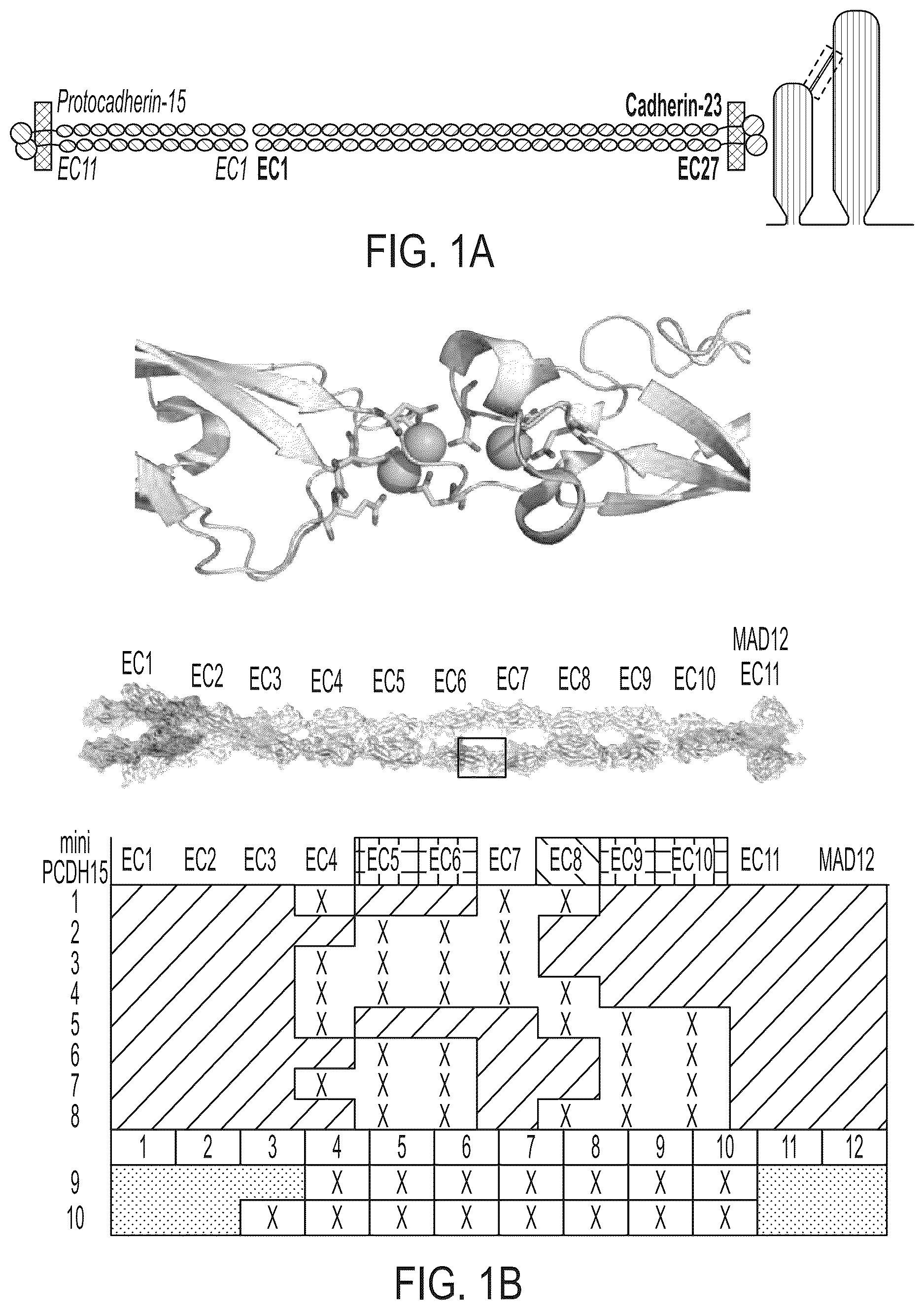 Patent US12612645 Figure 1 – AAV vectors encoding mini-PCDH15 and uses thereof