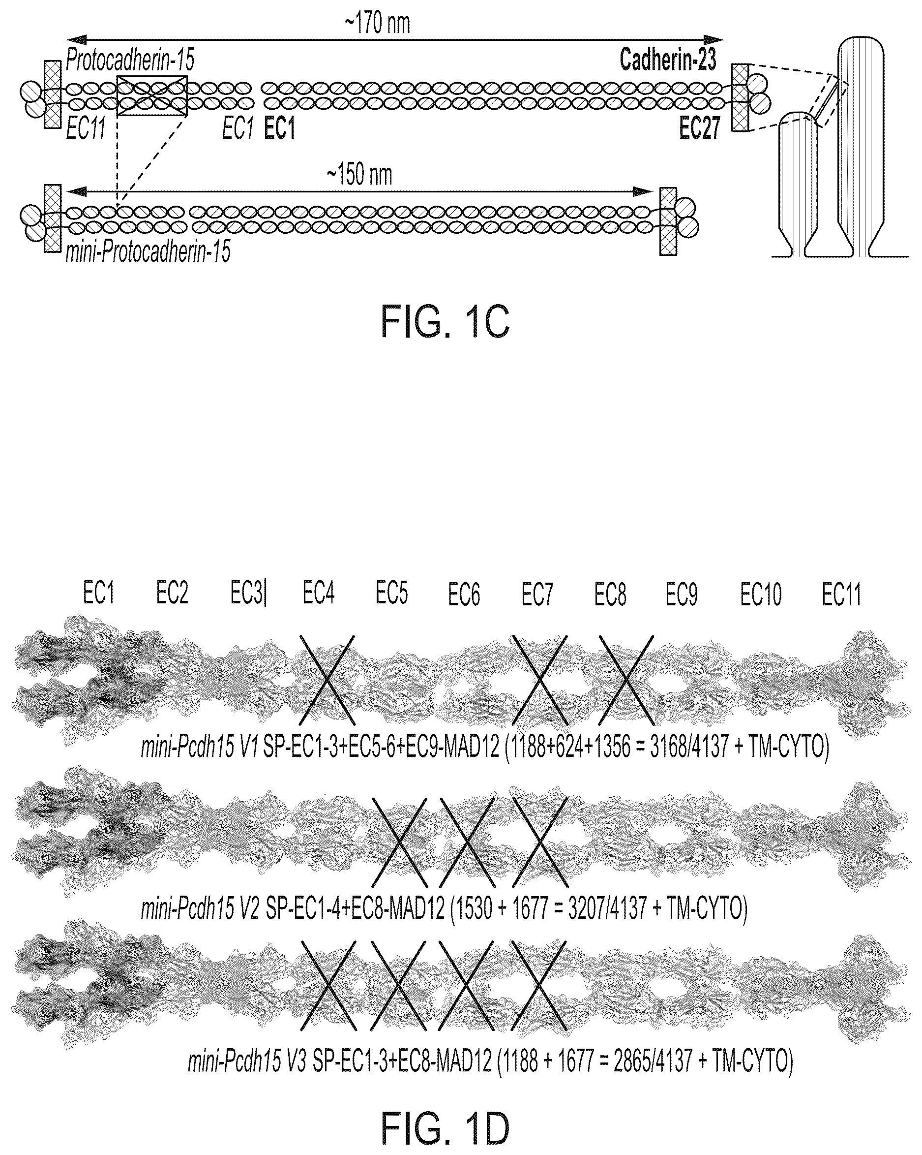 Patent US12612645 Figure 2 – AAV vectors encoding mini-PCDH15 and uses thereof