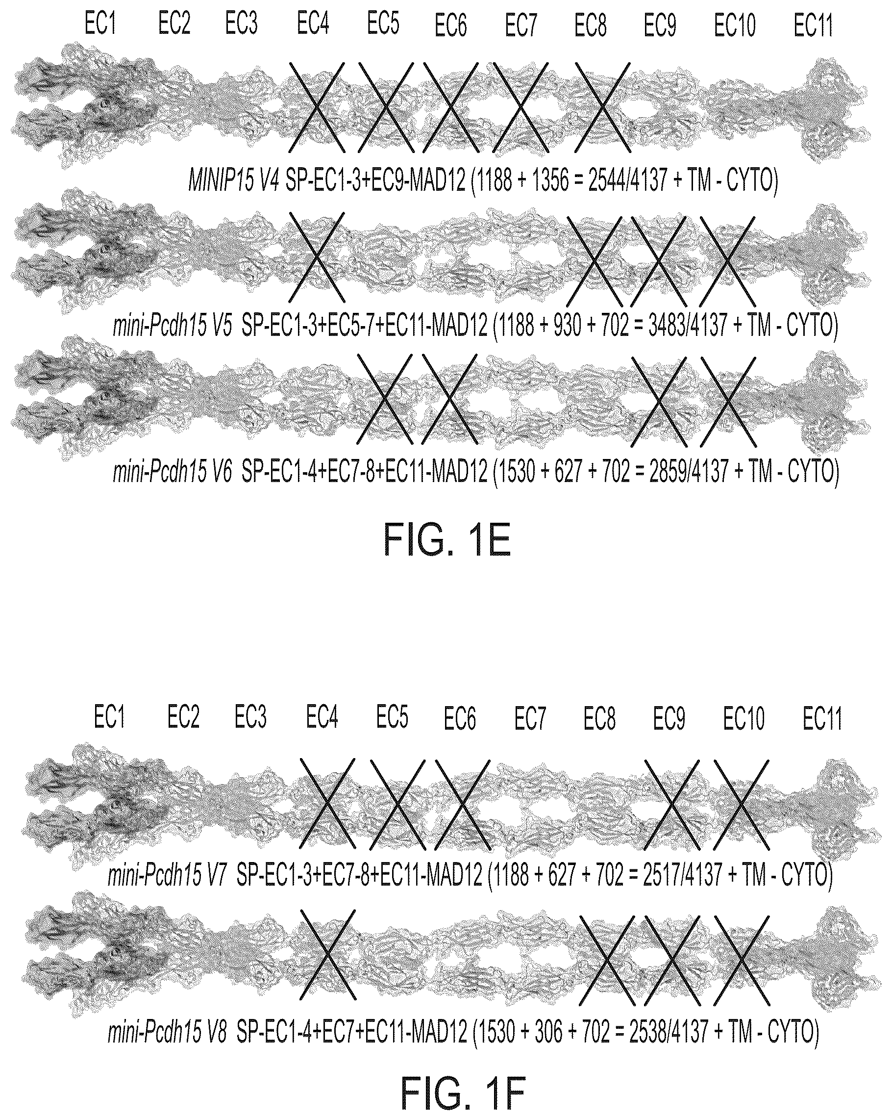 Patent US12612645 Figure 3 – AAV vectors encoding mini-PCDH15 and uses thereof