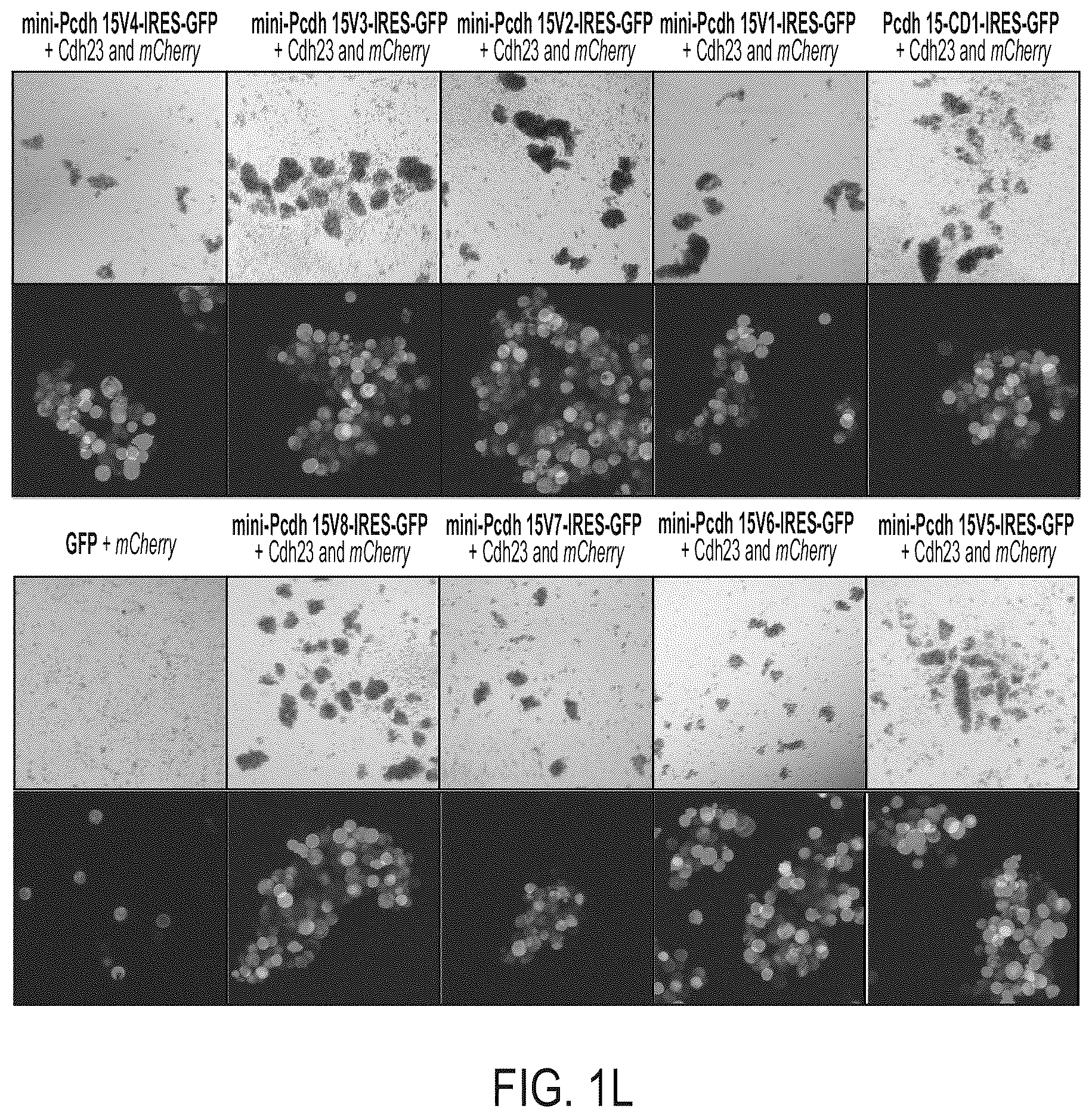 Patent US12612645 Figure 8 – AAV vectors encoding mini-PCDH15 and uses thereof