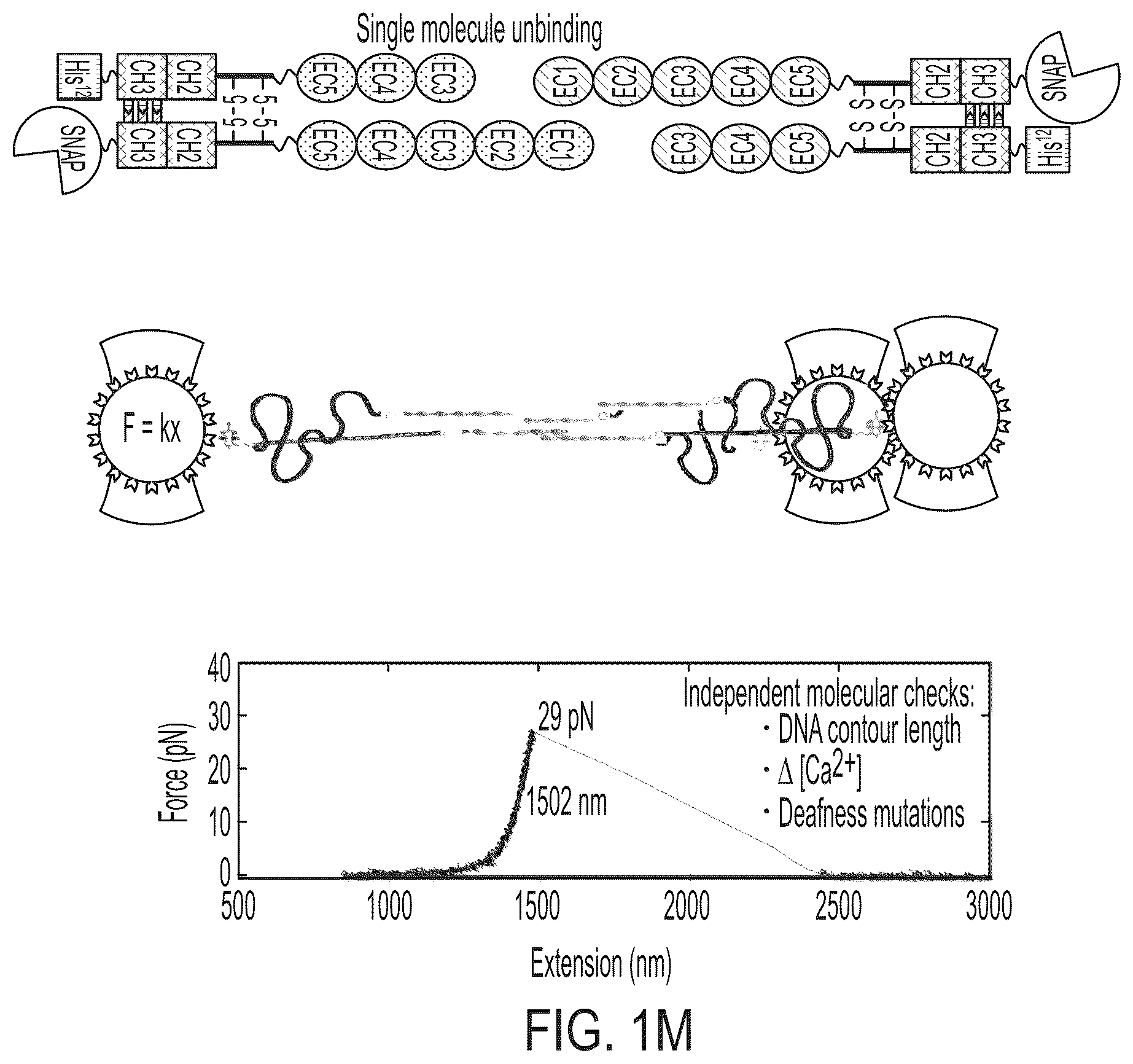 Patent US12612645 Figure 9 – AAV vectors encoding mini-PCDH15 and uses thereof