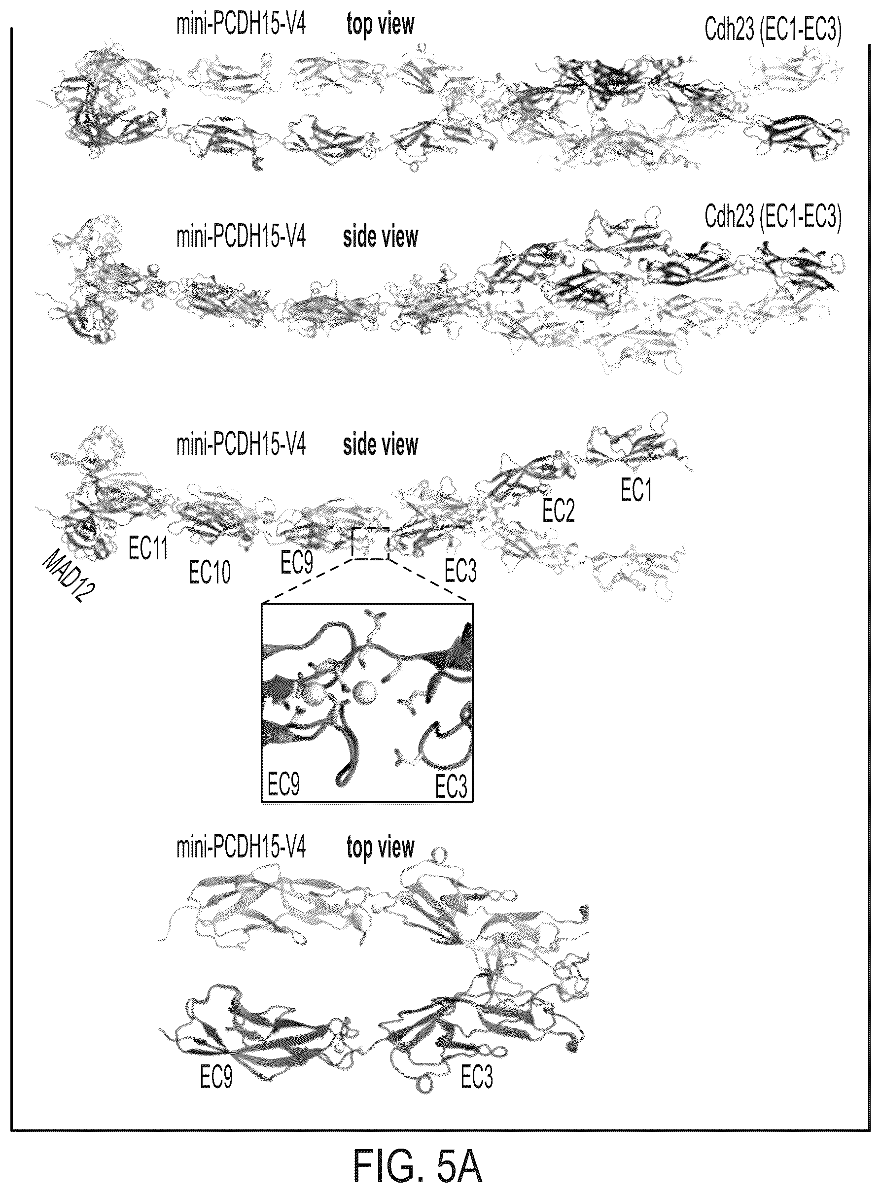 Patent US12612645 Figure 19 – AAV vectors encoding mini-PCDH15 and uses thereof