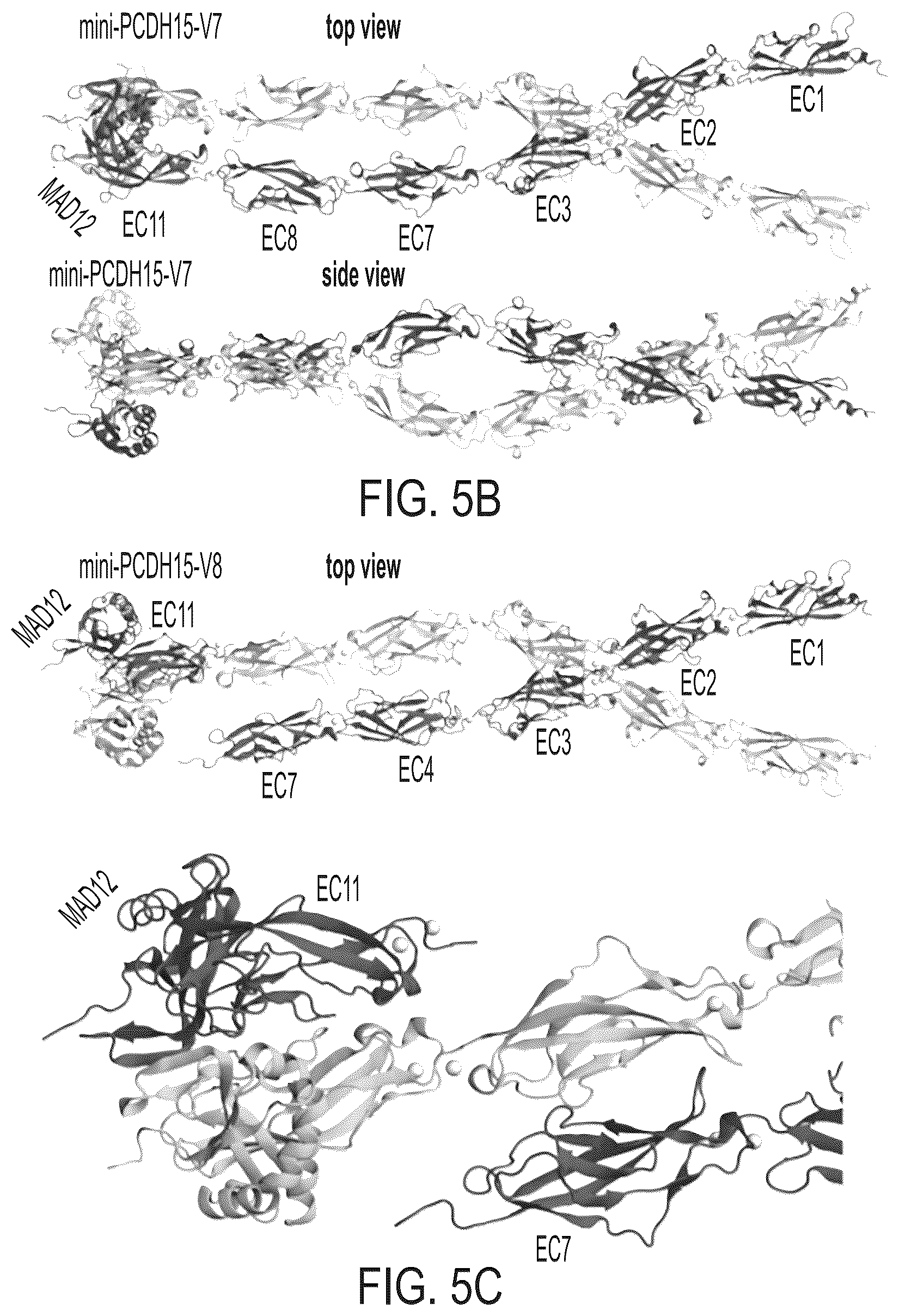 Patent US12612645 Figure 20 – AAV vectors encoding mini-PCDH15 and uses thereof