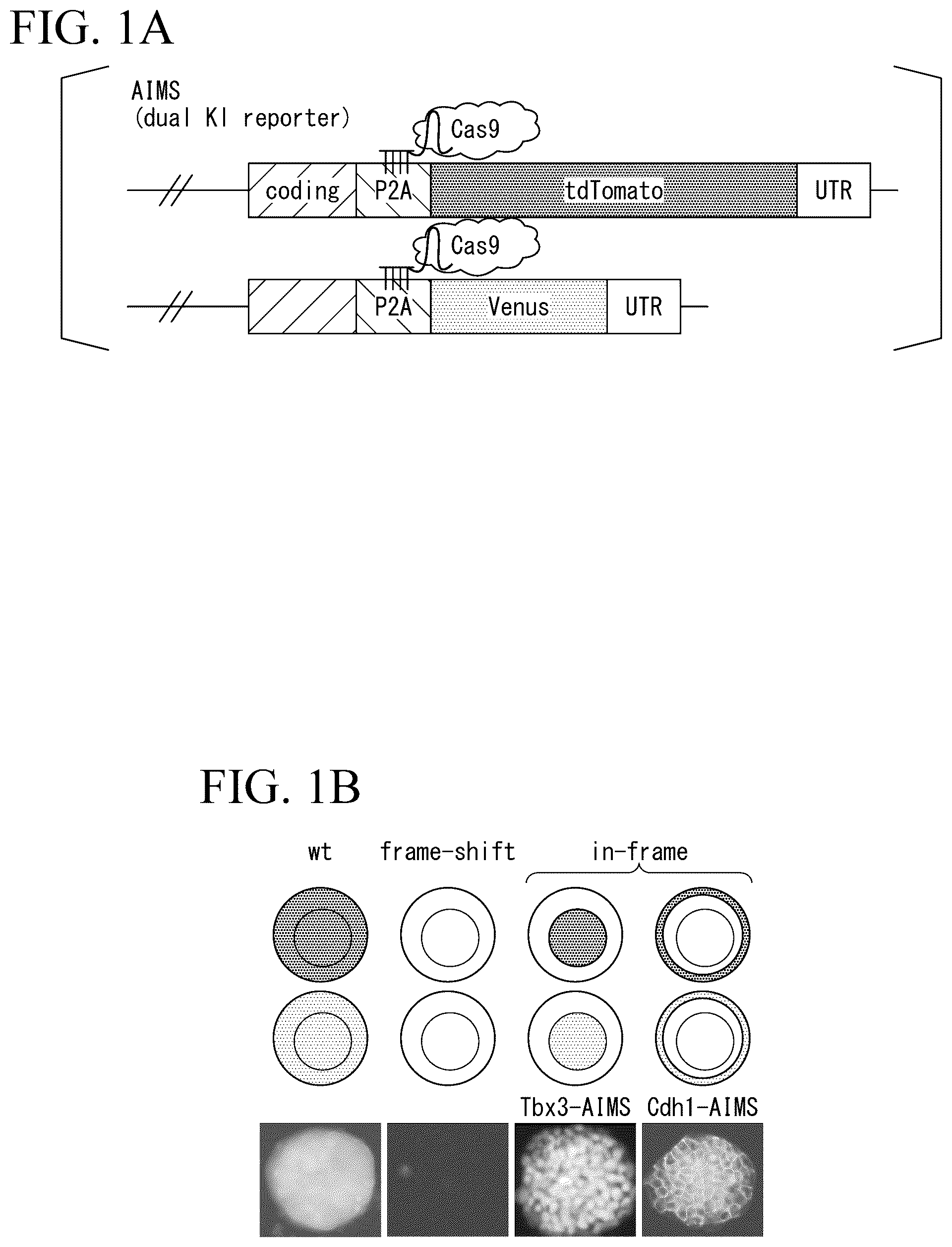 Patent US12612648 Figure 1 – Production method for genome-edited cells