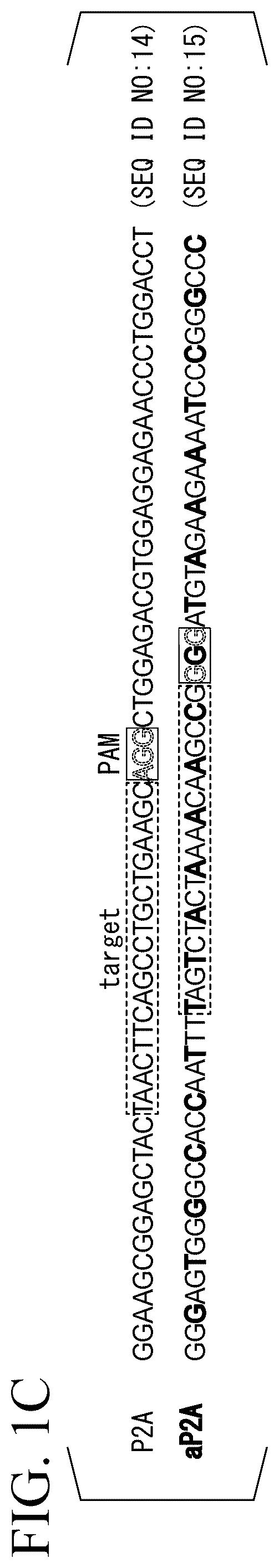 Patent US12612648 Figure 2 – Production method for genome-edited cells