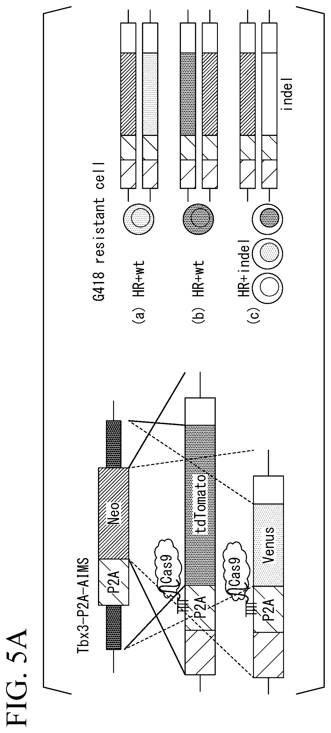 Patent US12612648 Figure 7 – Production method for genome-edited cells