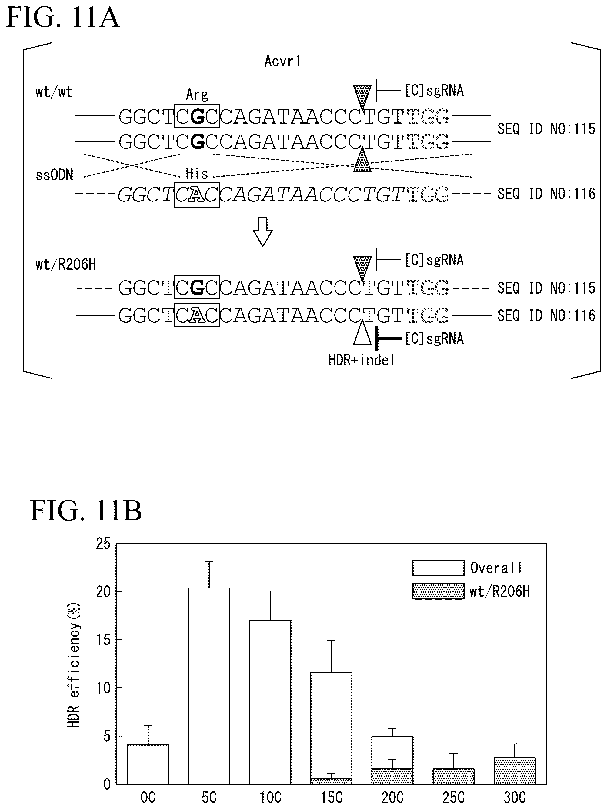 Patent US12612648 Figure 15 – Production method for genome-edited cells