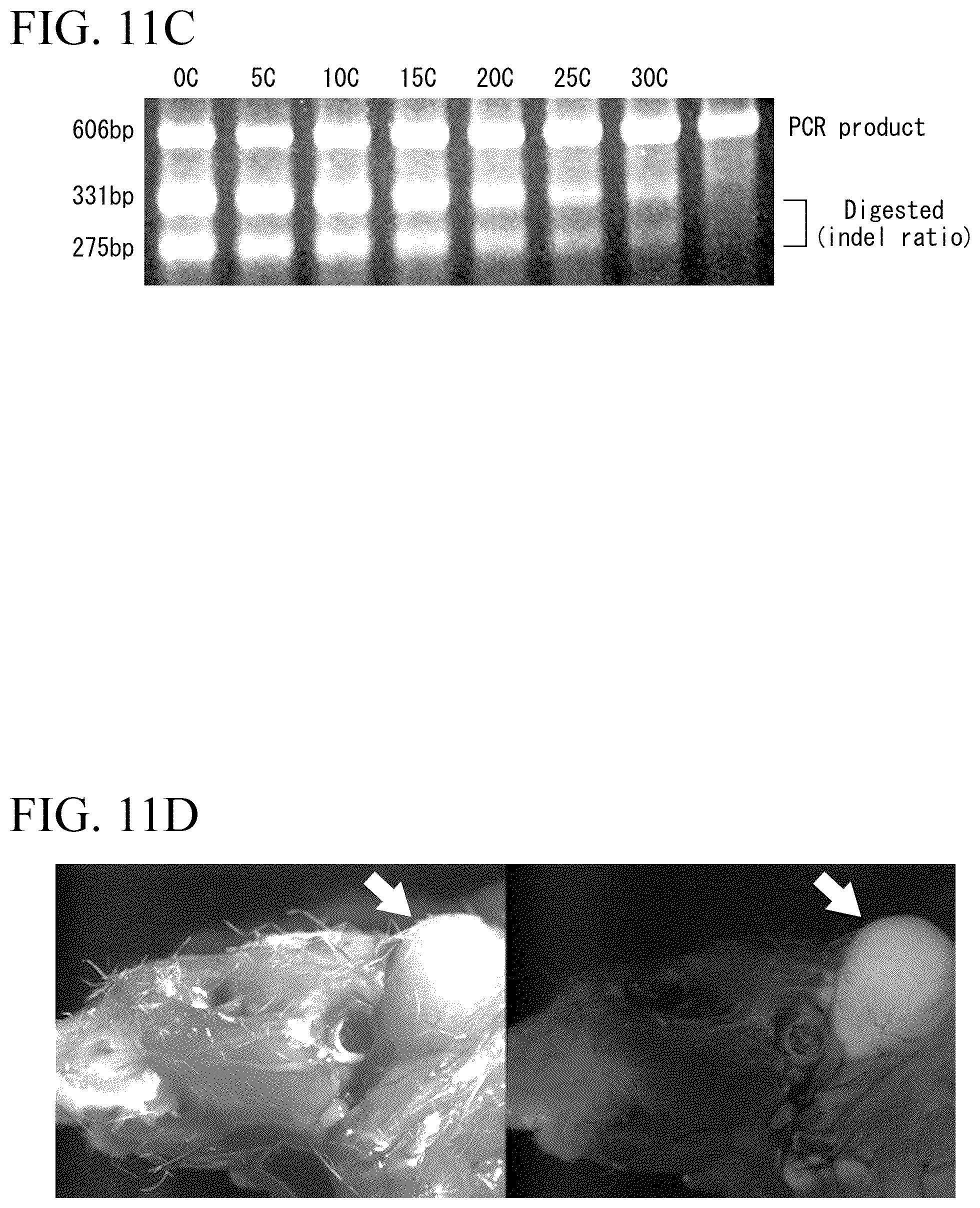 Patent US12612648 Figure 16 – Production method for genome-edited cells
