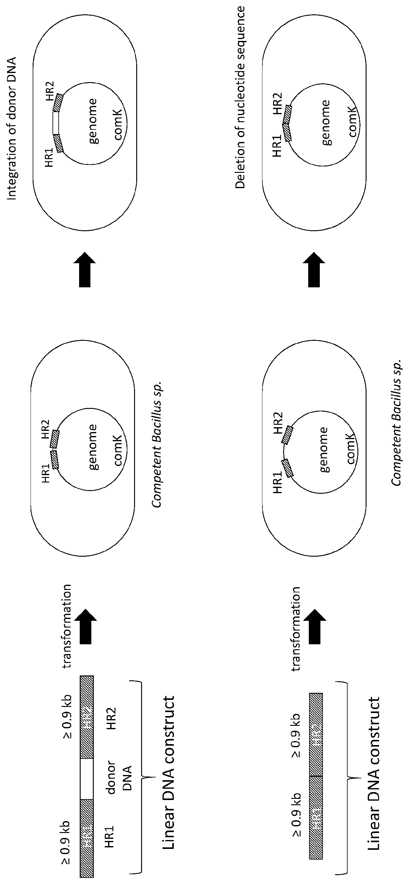 Patent US12612649 Figure 1 – Selection marker free methods for modifying the genome of bacillus and compositions thereof