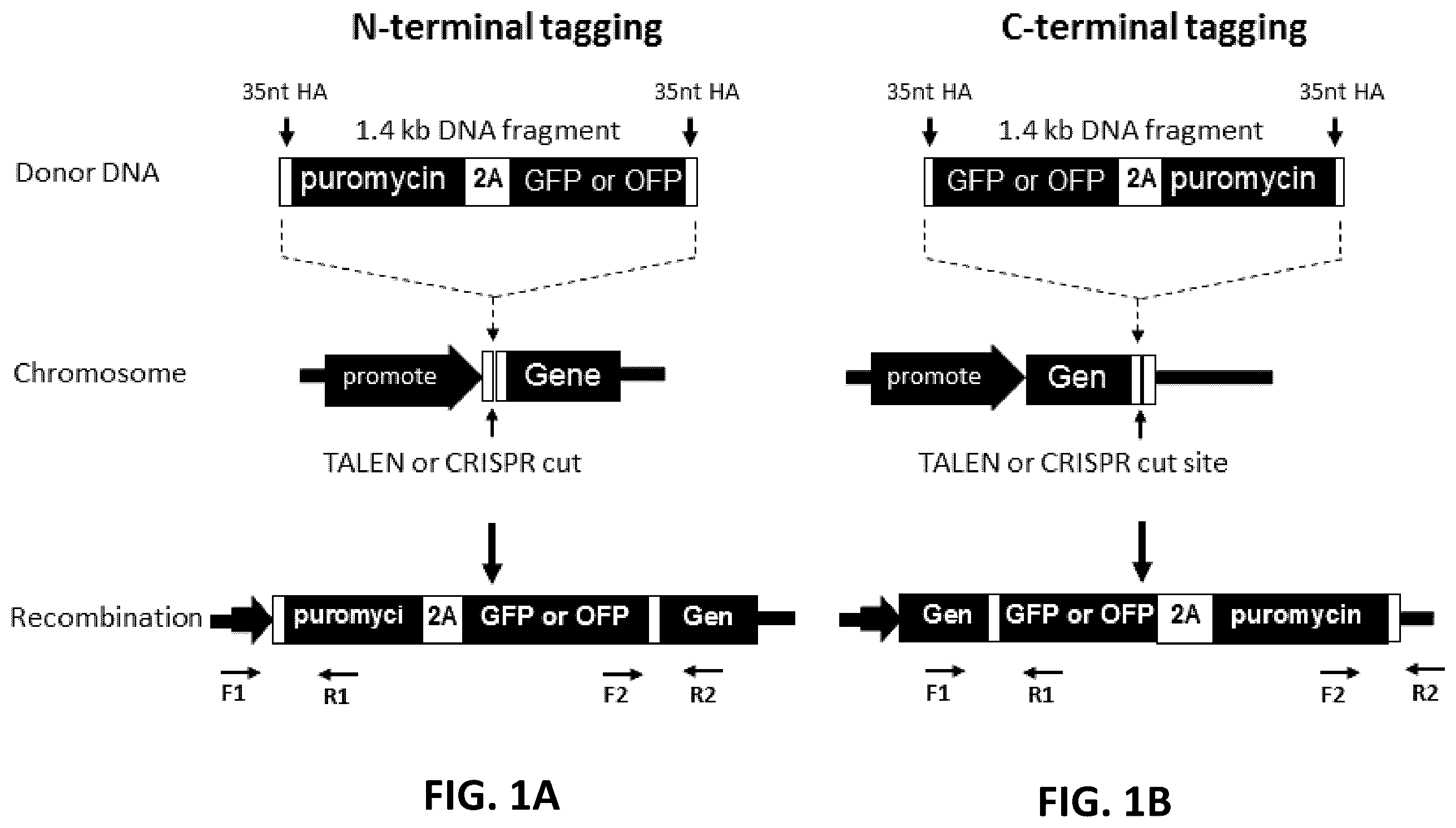 Patent US12612650 — Methods for improved homologous recombination and compositions thereof — Figure 1