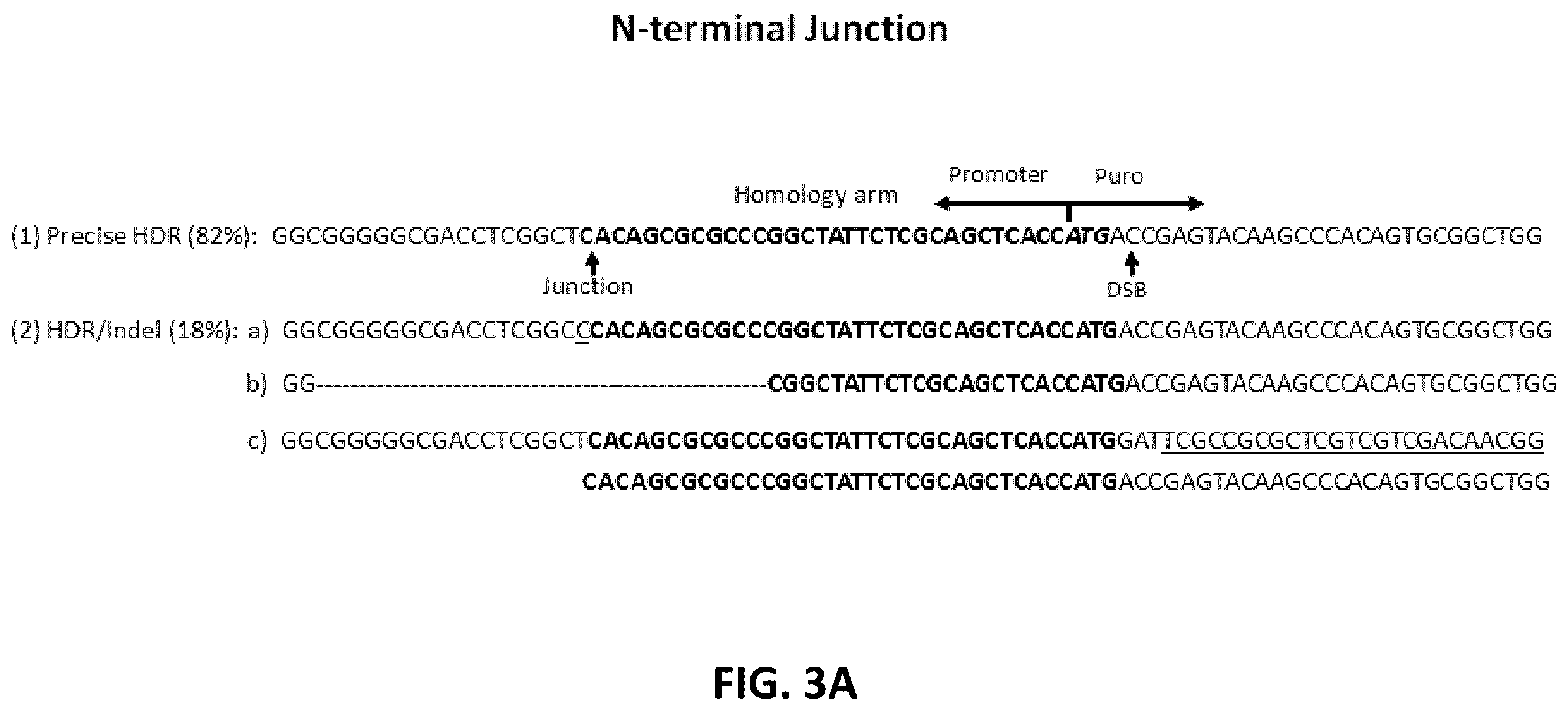 Patent US12612650 Figure 4 – Methods for improved homologous recombination and compositions thereof