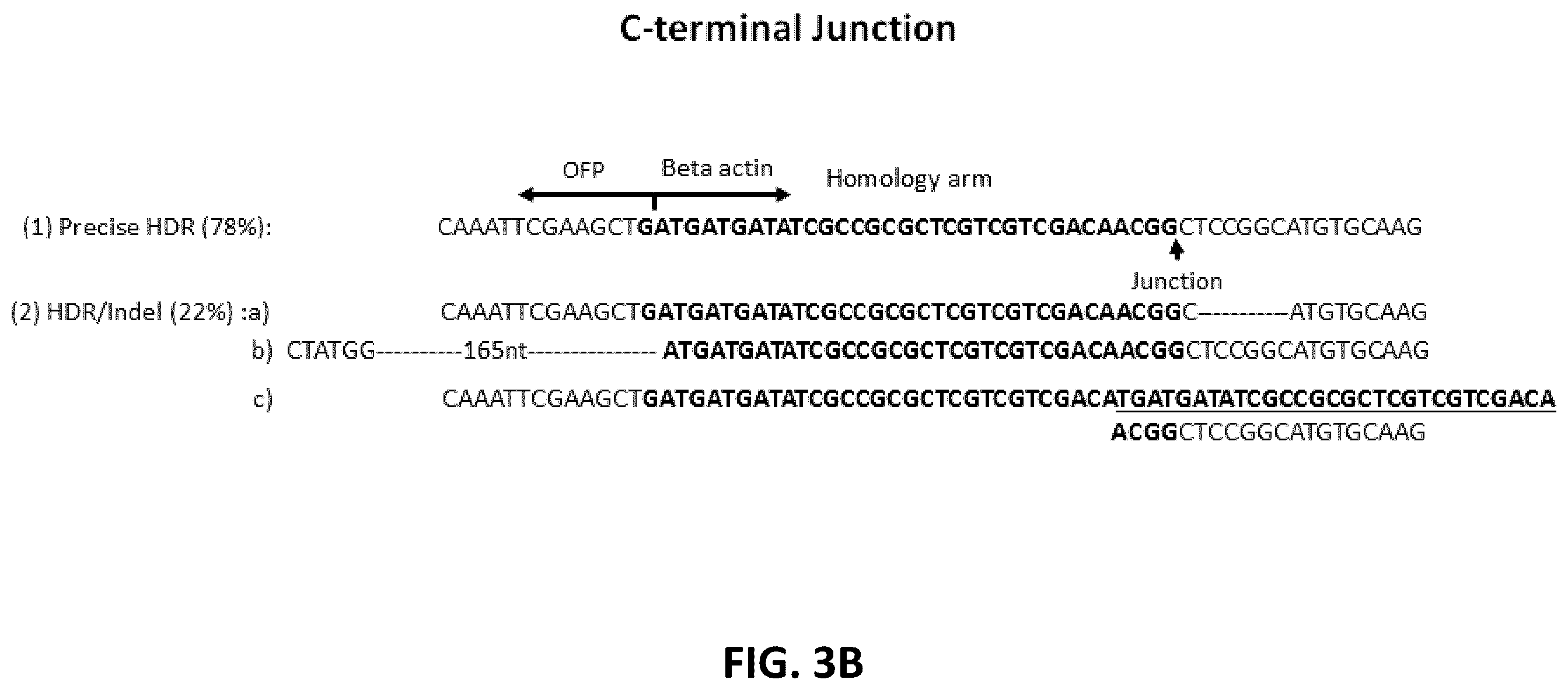 Patent US12612650 Figure 5 – Methods for improved homologous recombination and compositions thereof