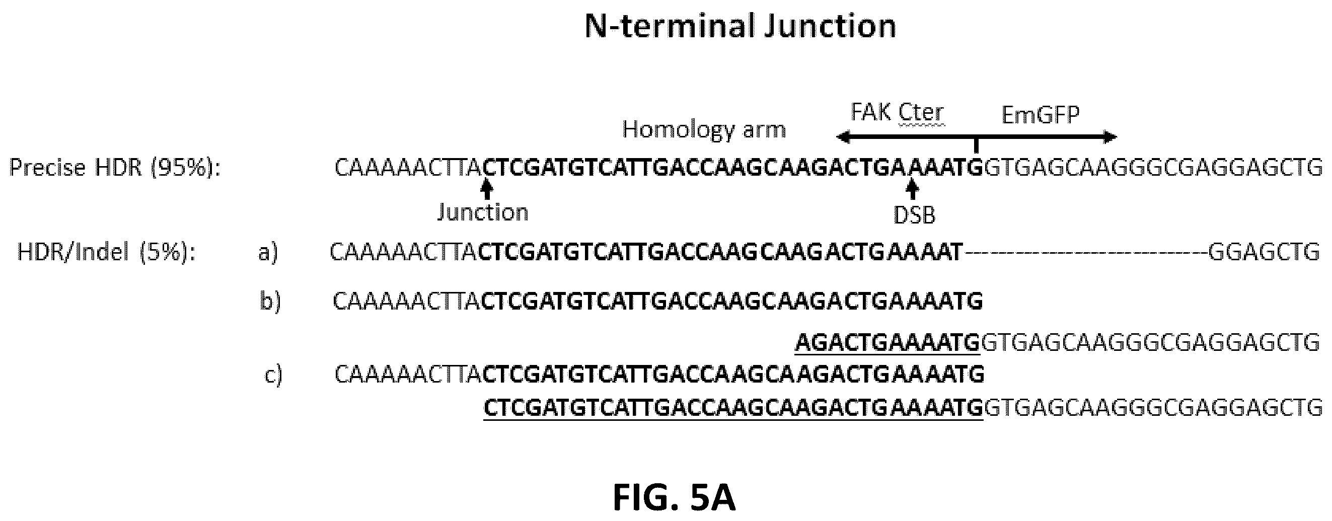 Patent US12612650 Figure 9 – Methods for improved homologous recombination and compositions thereof