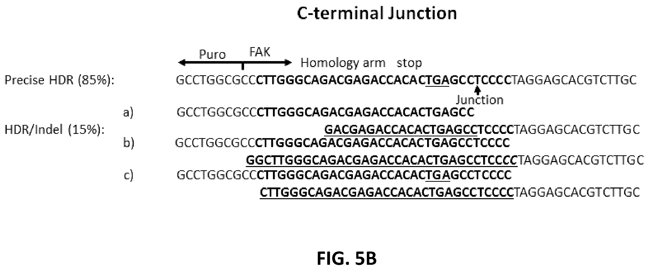 Patent US12612650 Figure 10 – Methods for improved homologous recombination and compositions thereof