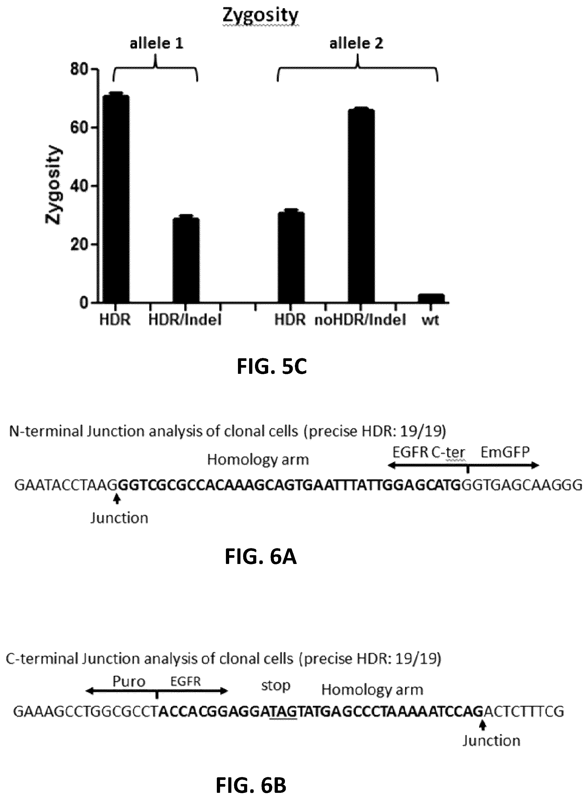Patent US12612650 Figure 11 – Methods for improved homologous recombination and compositions thereof